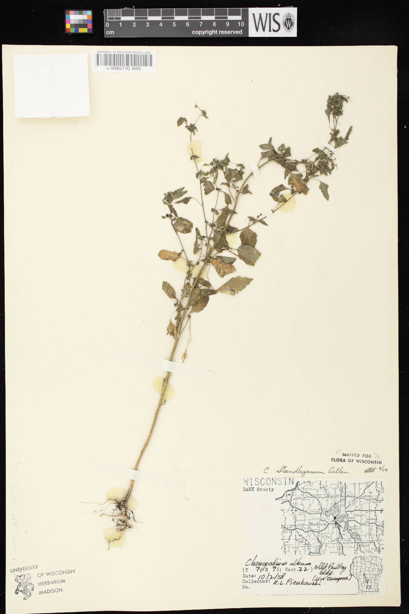 Chenopodium standleyanum image