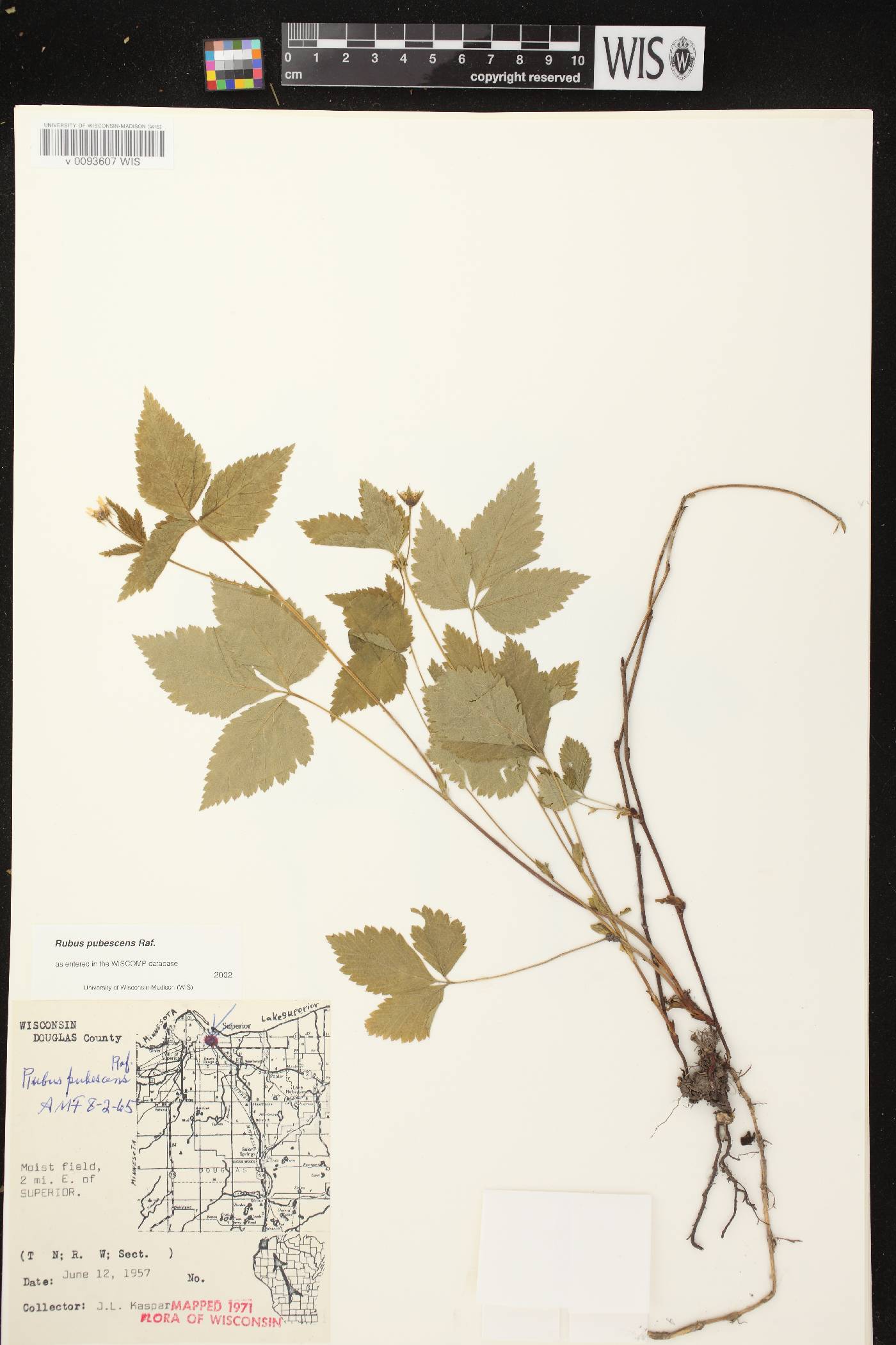 Rubus pubescens image