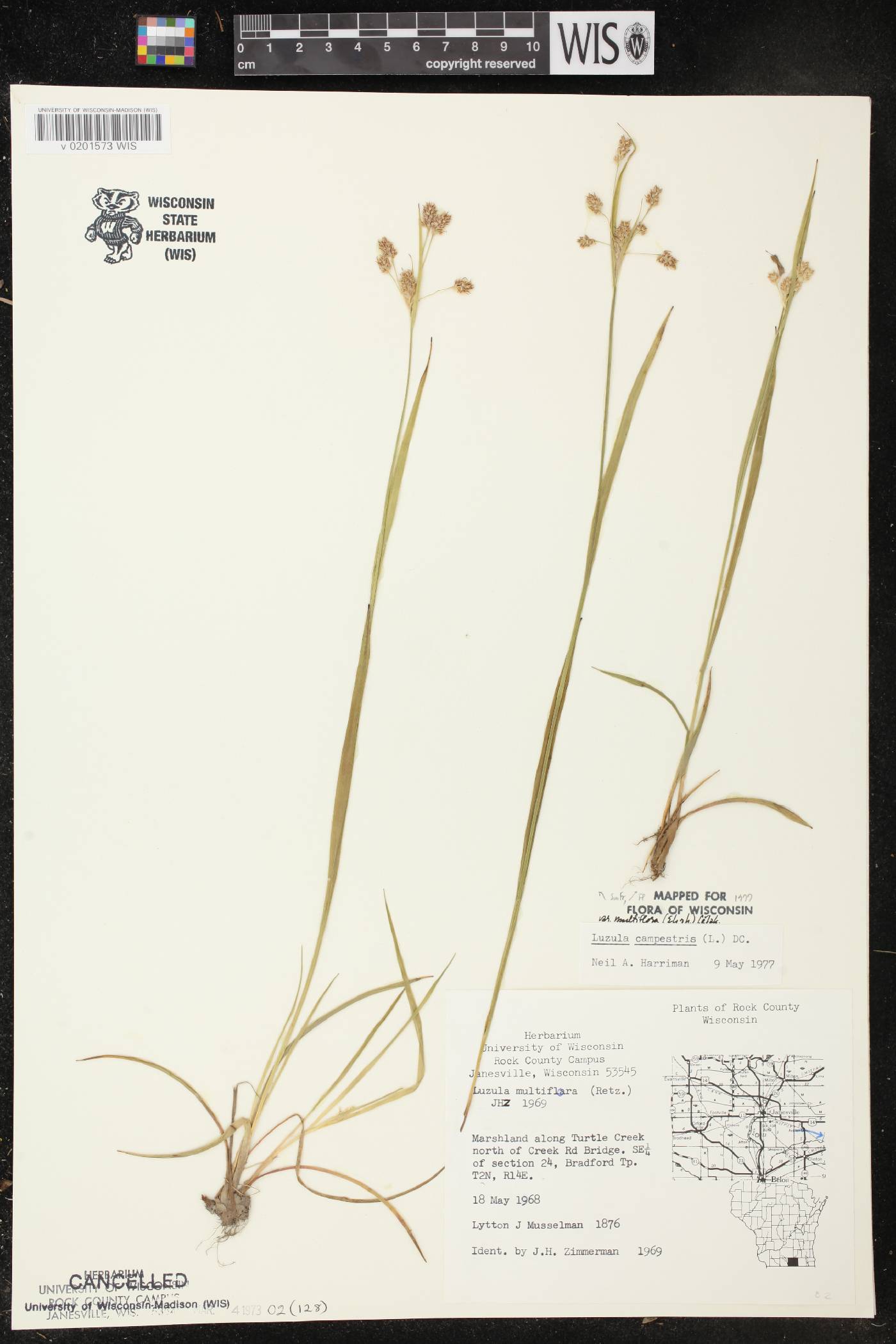Luzula multiflora image