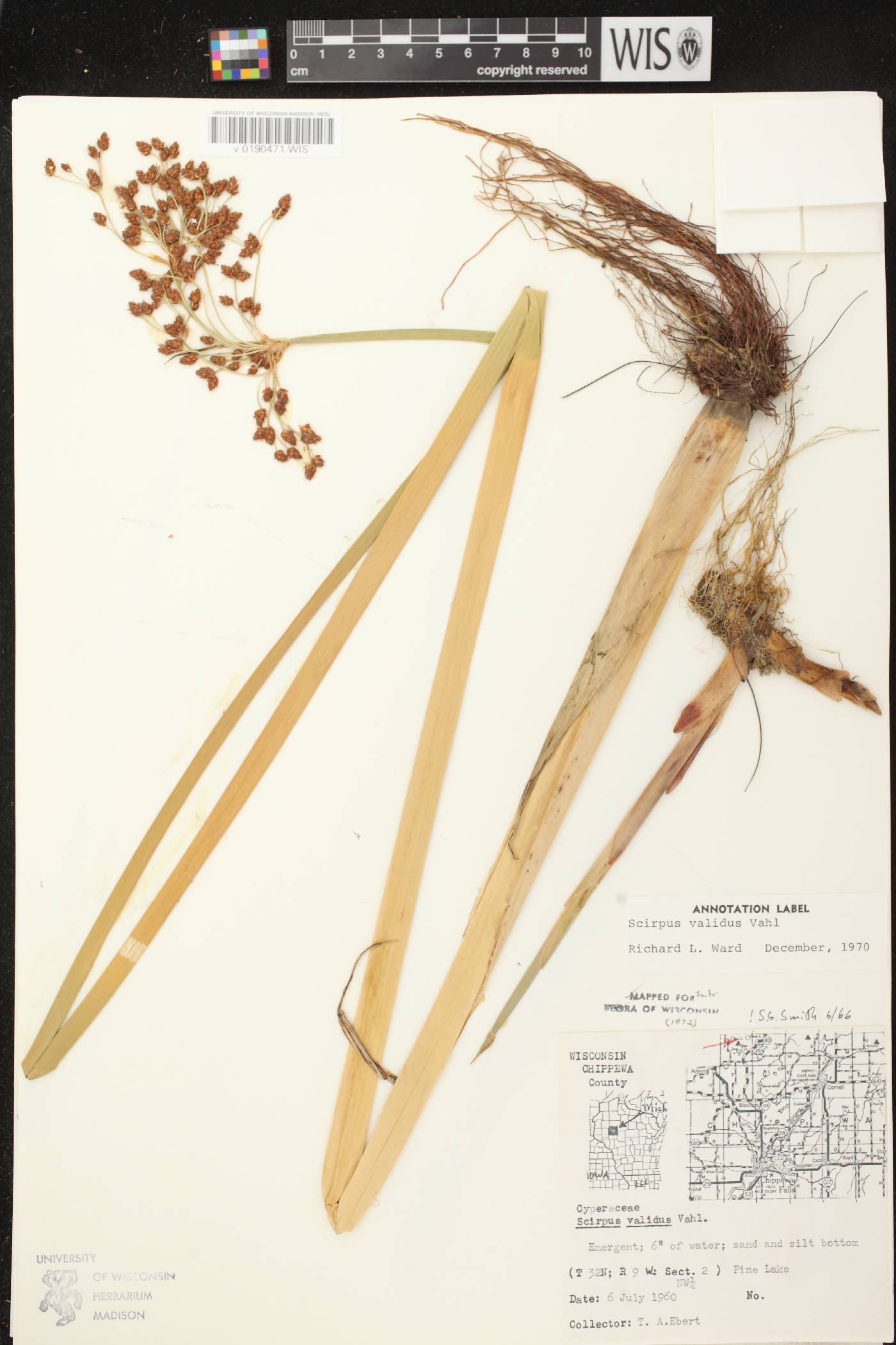 Schoenoplectus tabernaemontani image
