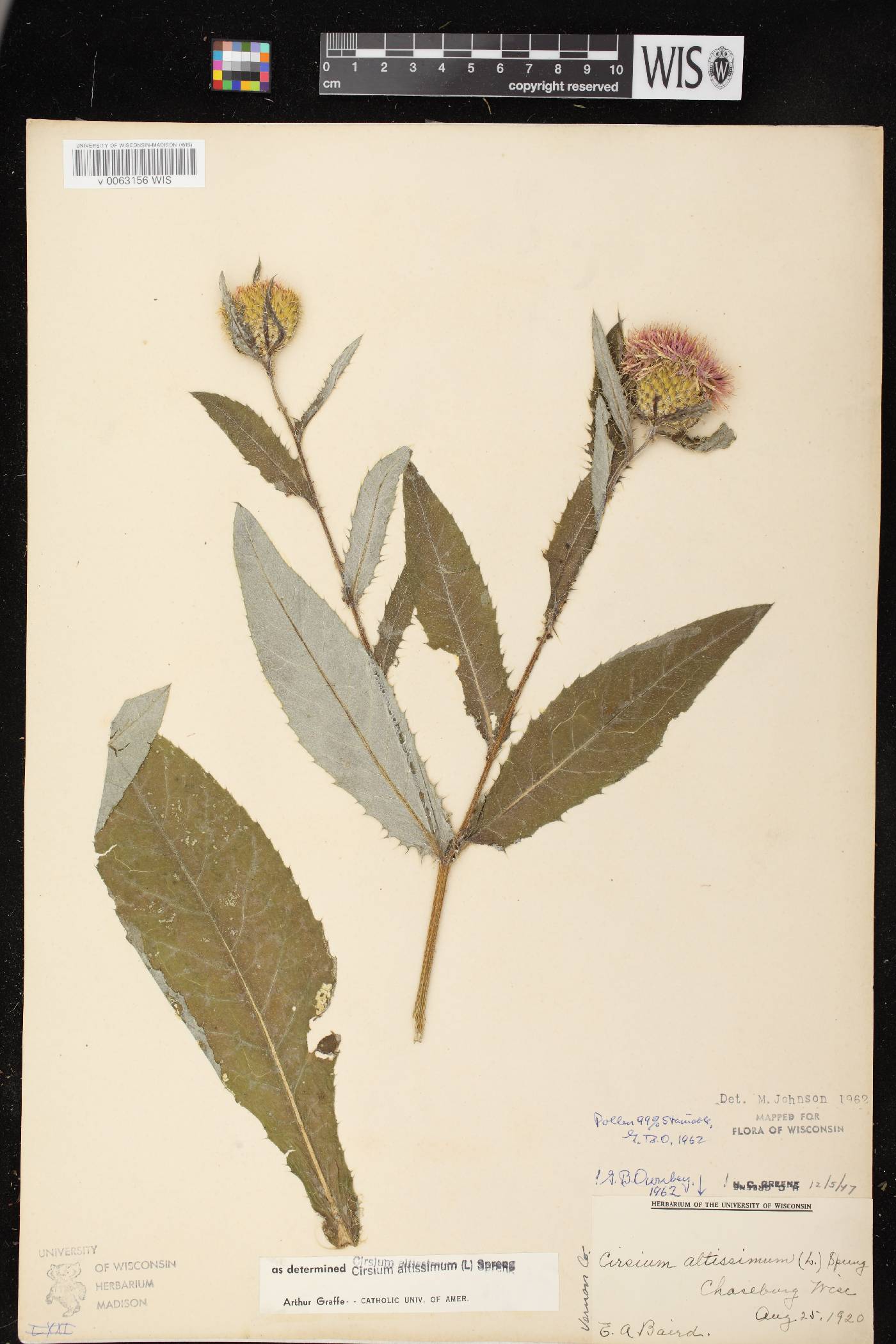 Cirsium altissimum image