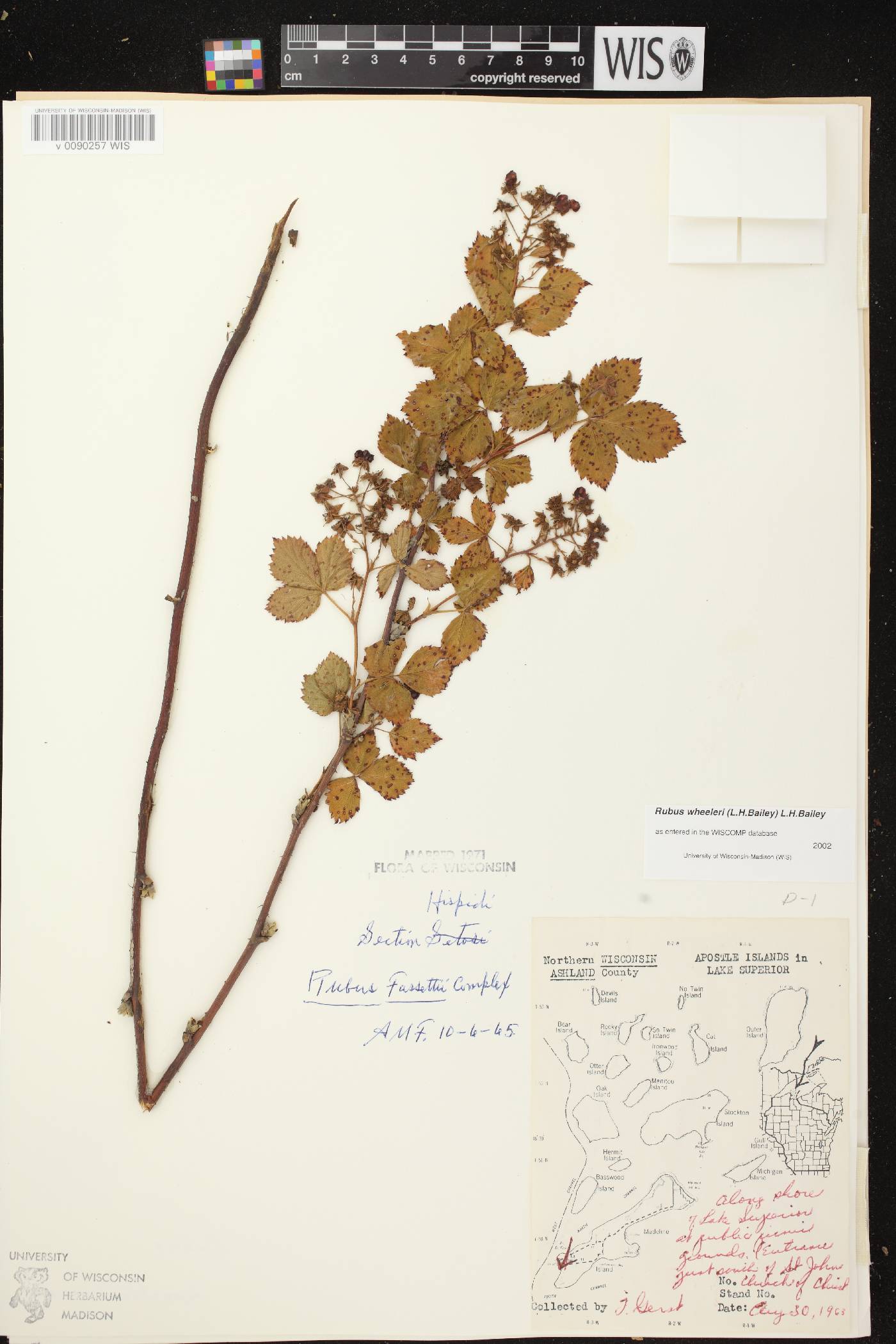 Rubus setosus image
