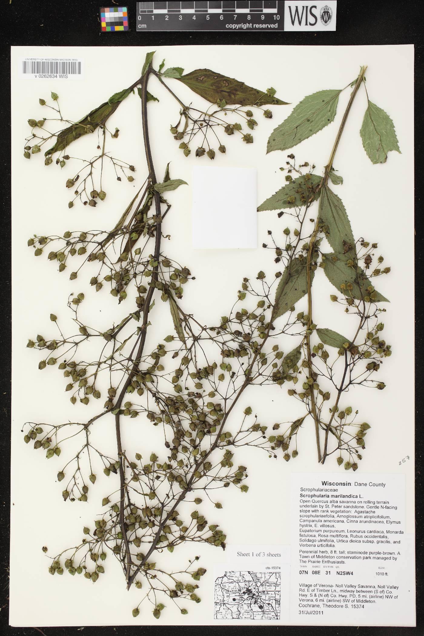 Scrophularia marilandica image