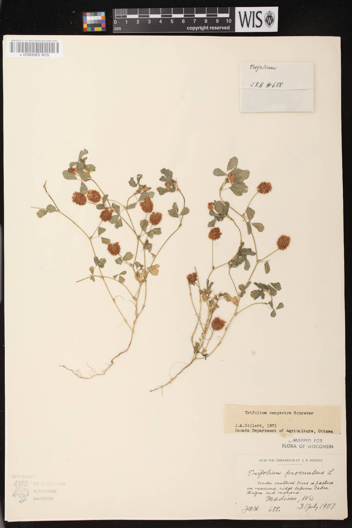 Trifolium campestre image