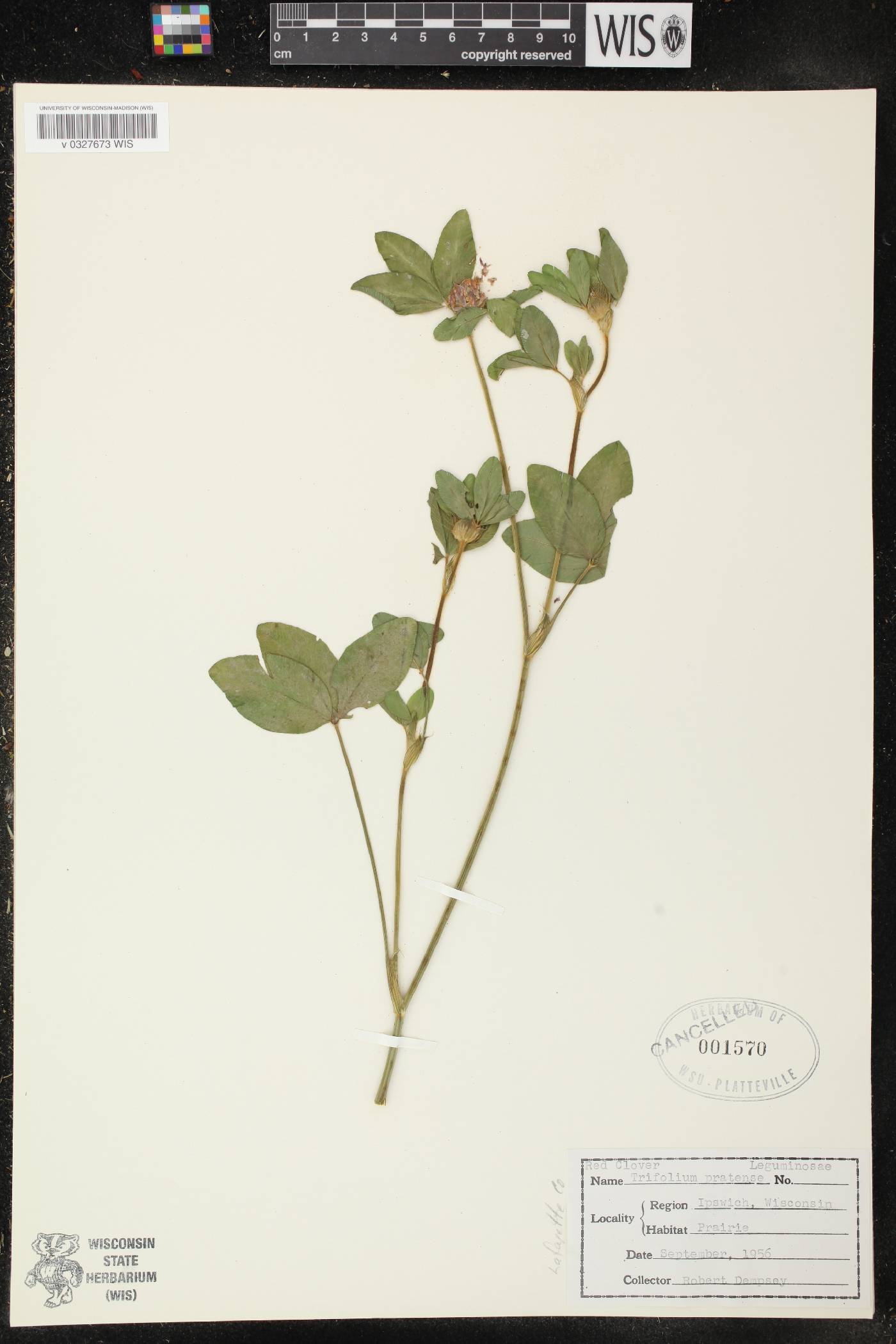 Trifolium pratense image