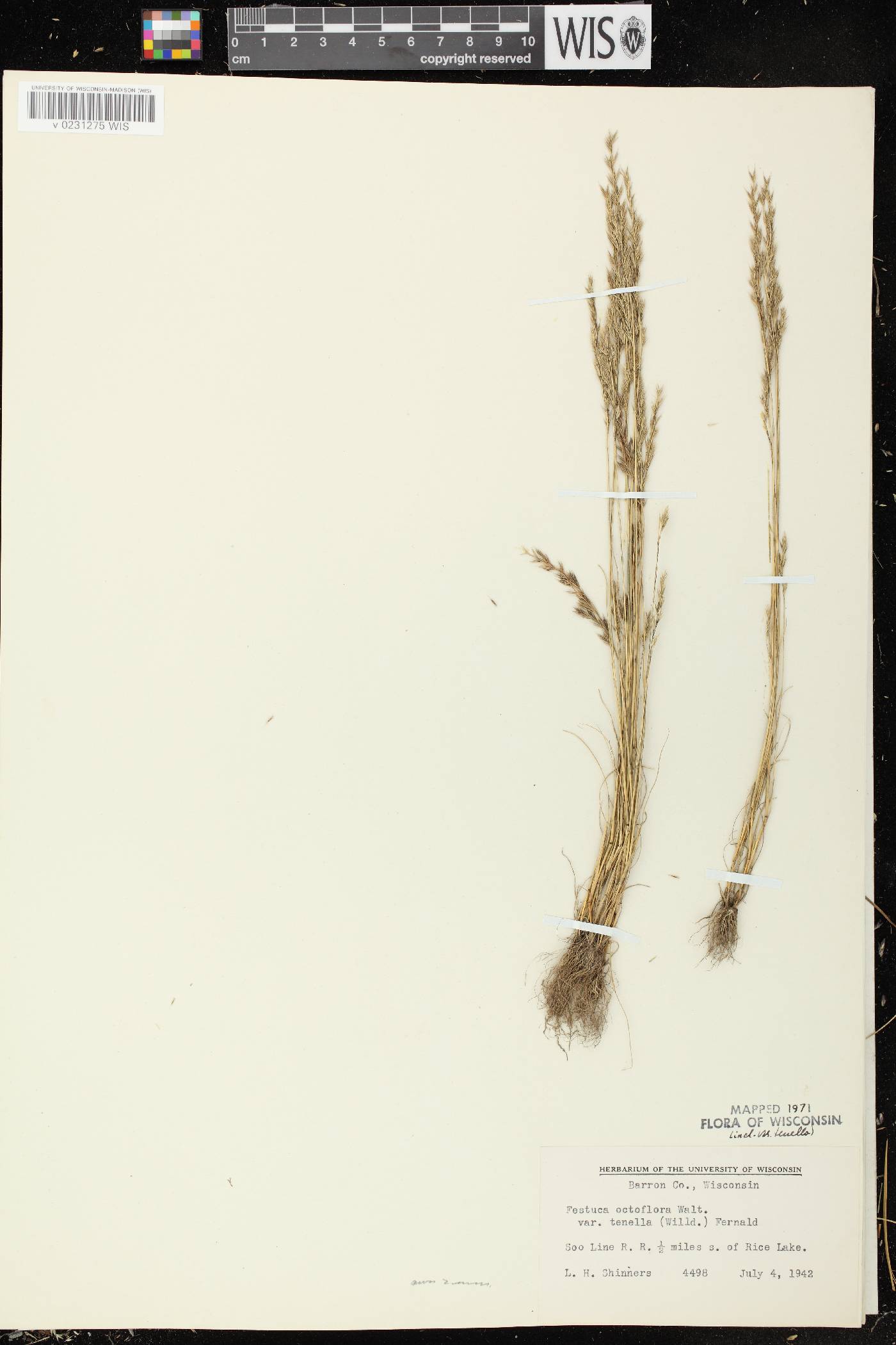 Festuca octoflora image