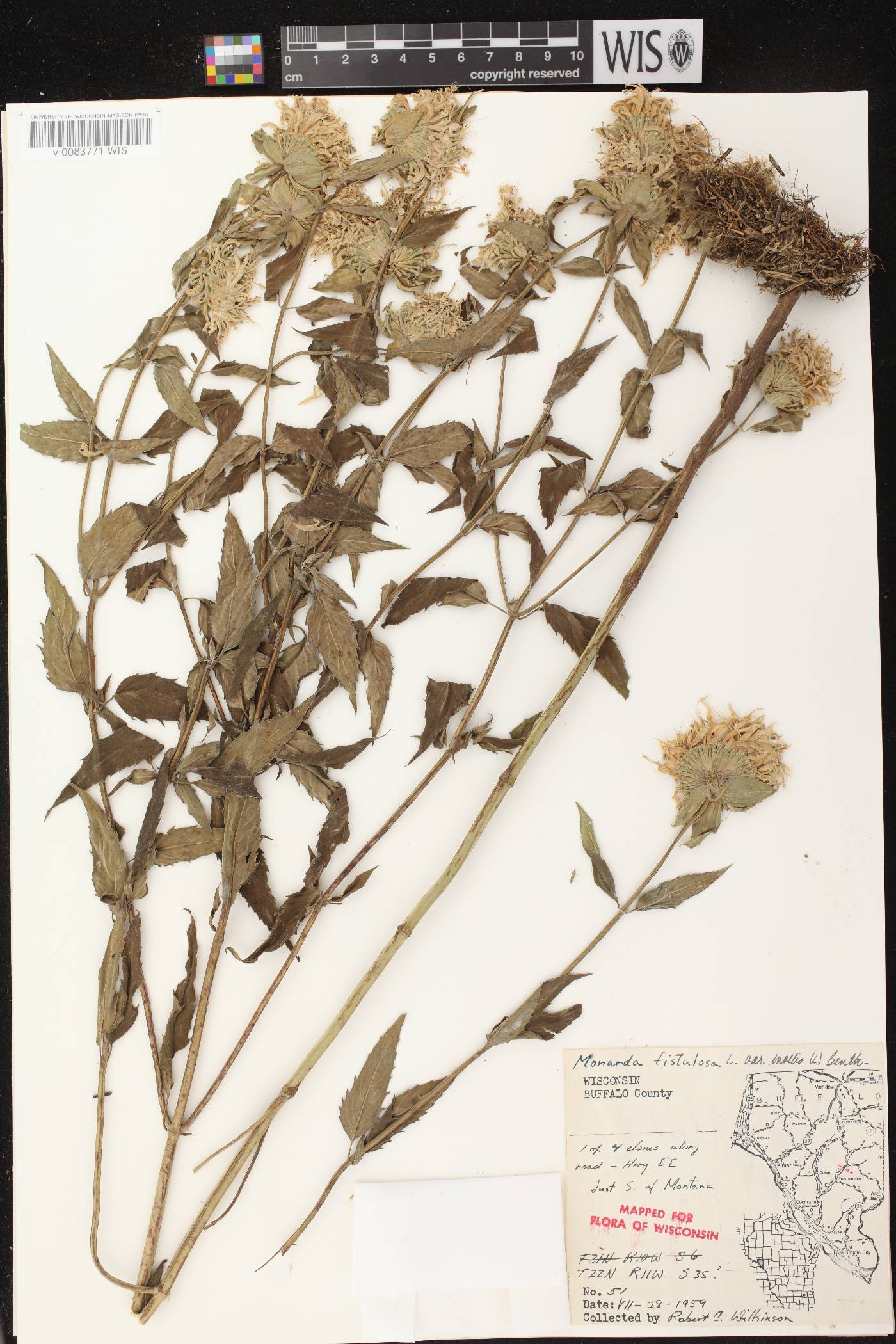 Monarda fistulosa image
