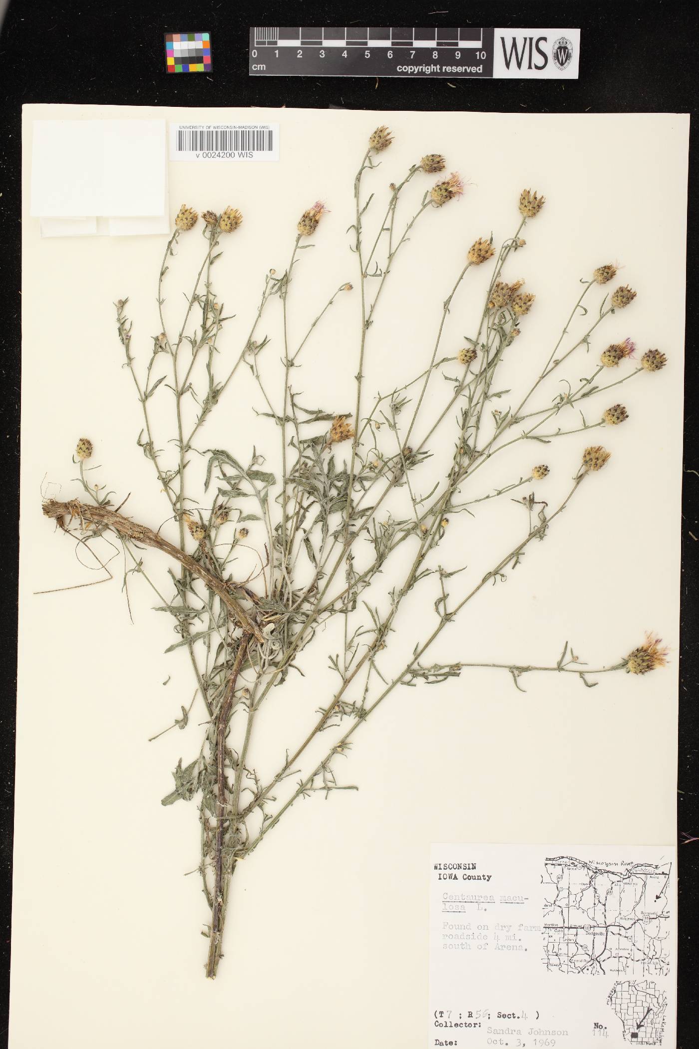Centaurea stoebe subsp. micranthos image