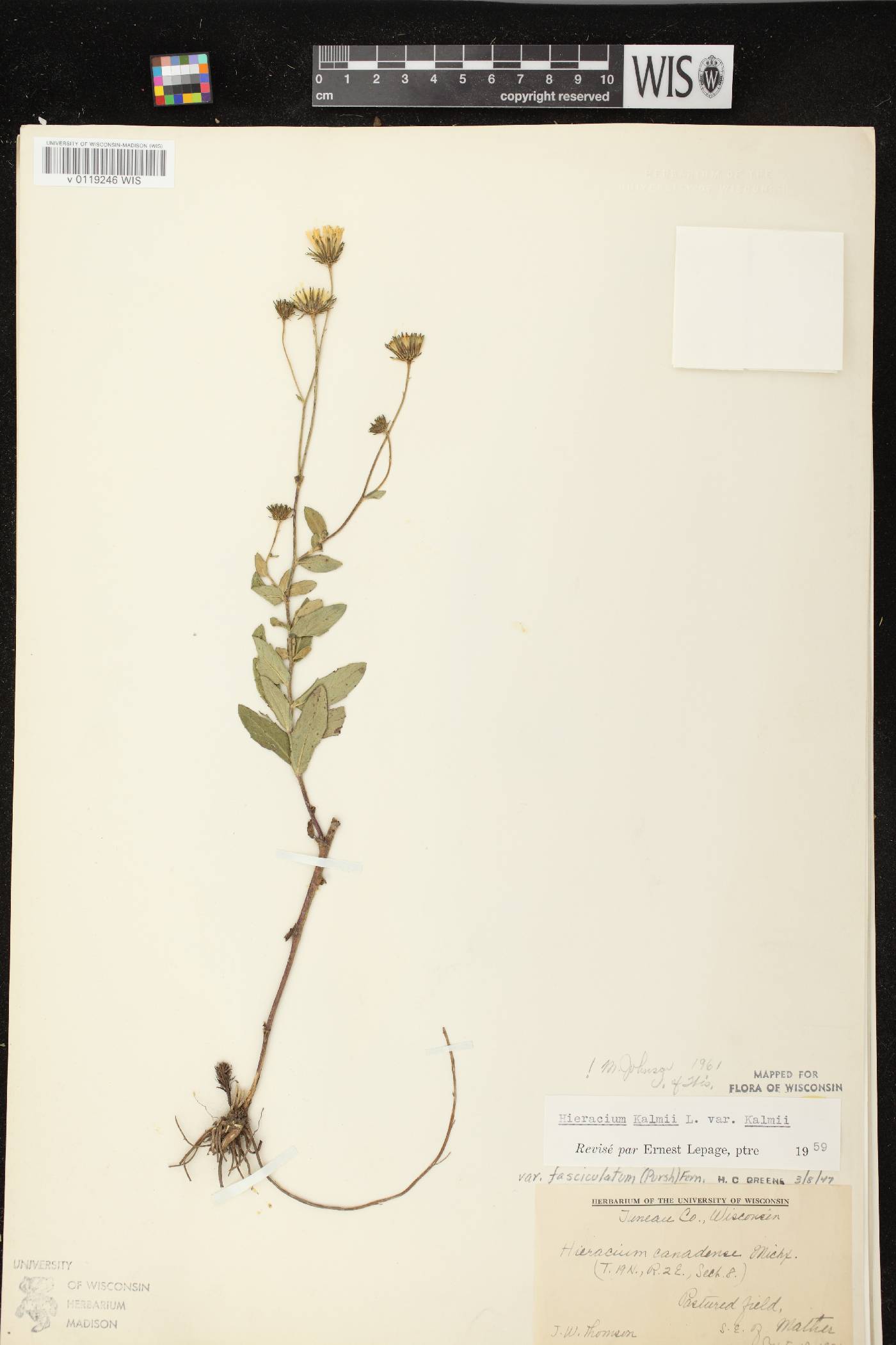 Hieracium umbellatum image