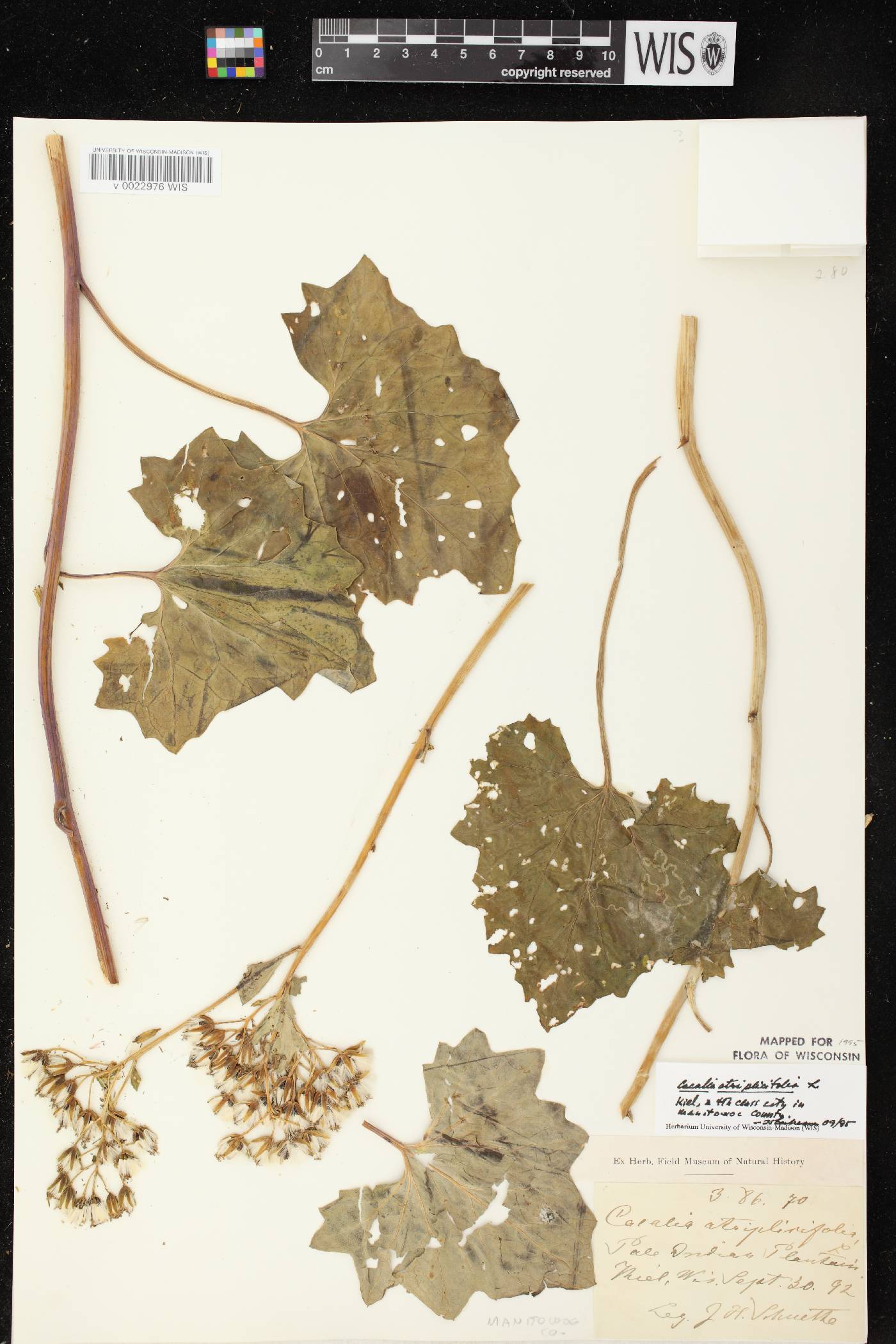 Arnoglossum atriplicifolium image