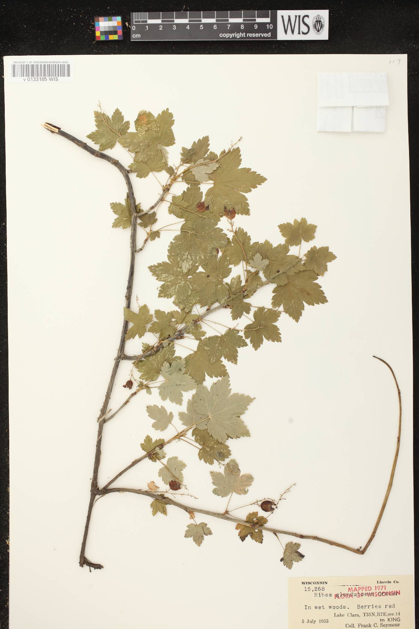 Ribes glandulosum image