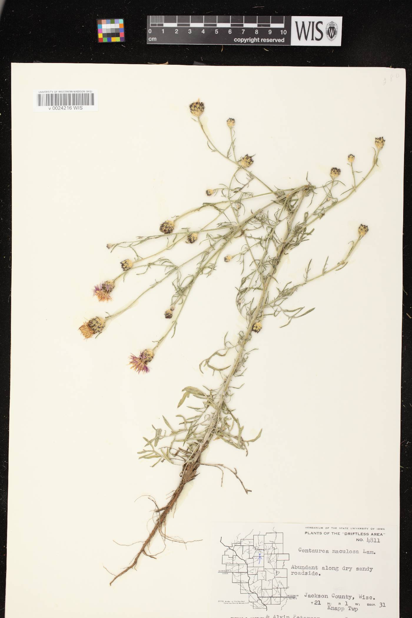 Centaurea stoebe subsp. micranthos image