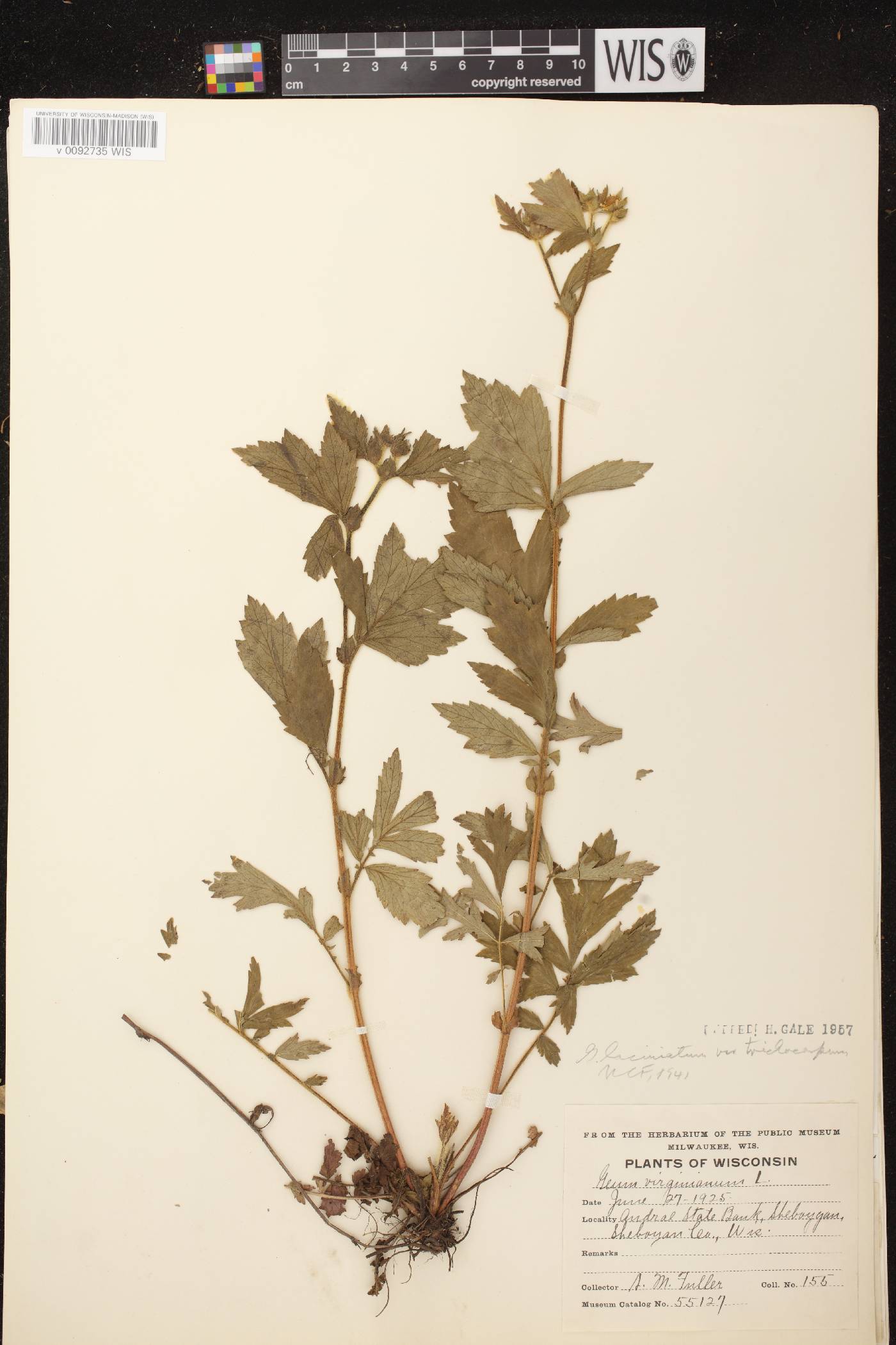 Geum laciniatum image