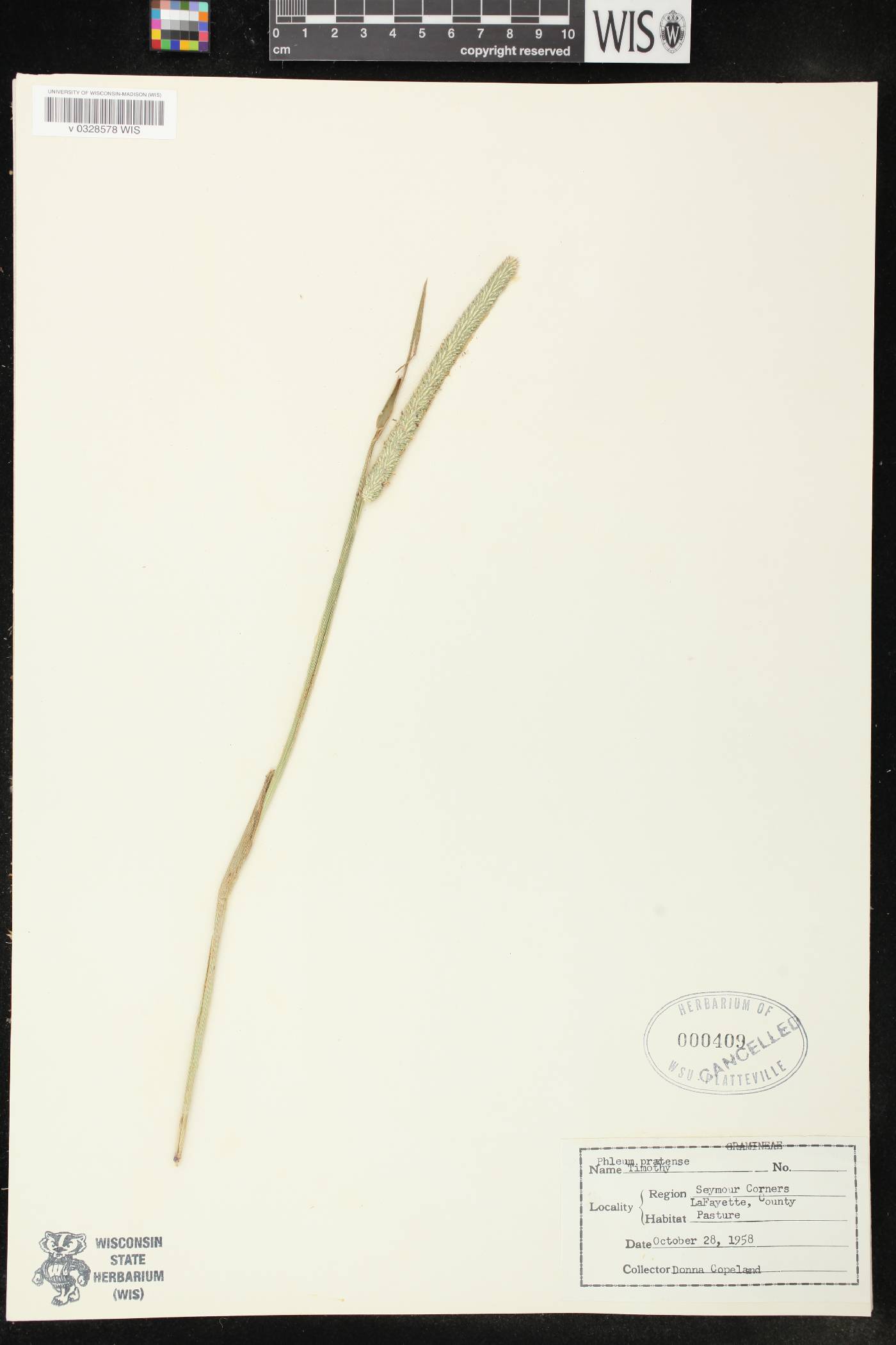 Phleum pratense image