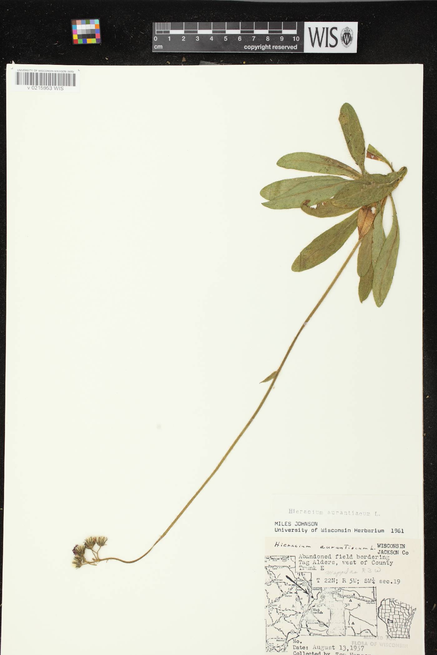 Hieracium aurantiacum image