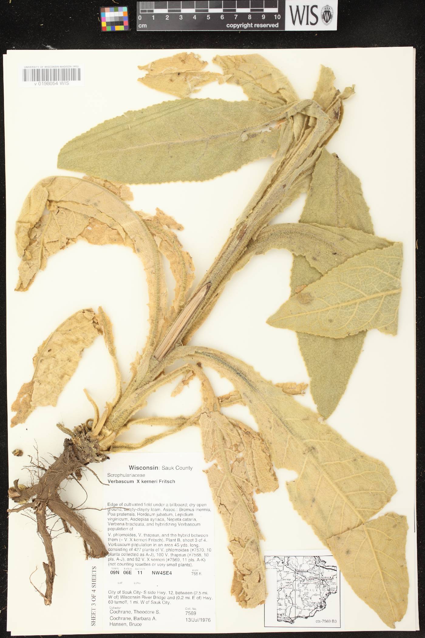 Verbascum X kerneri image