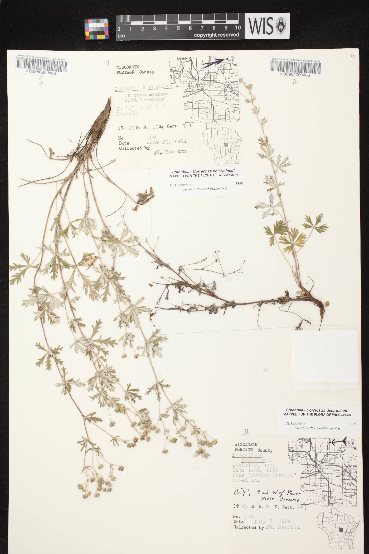 Potentilla argentea image
