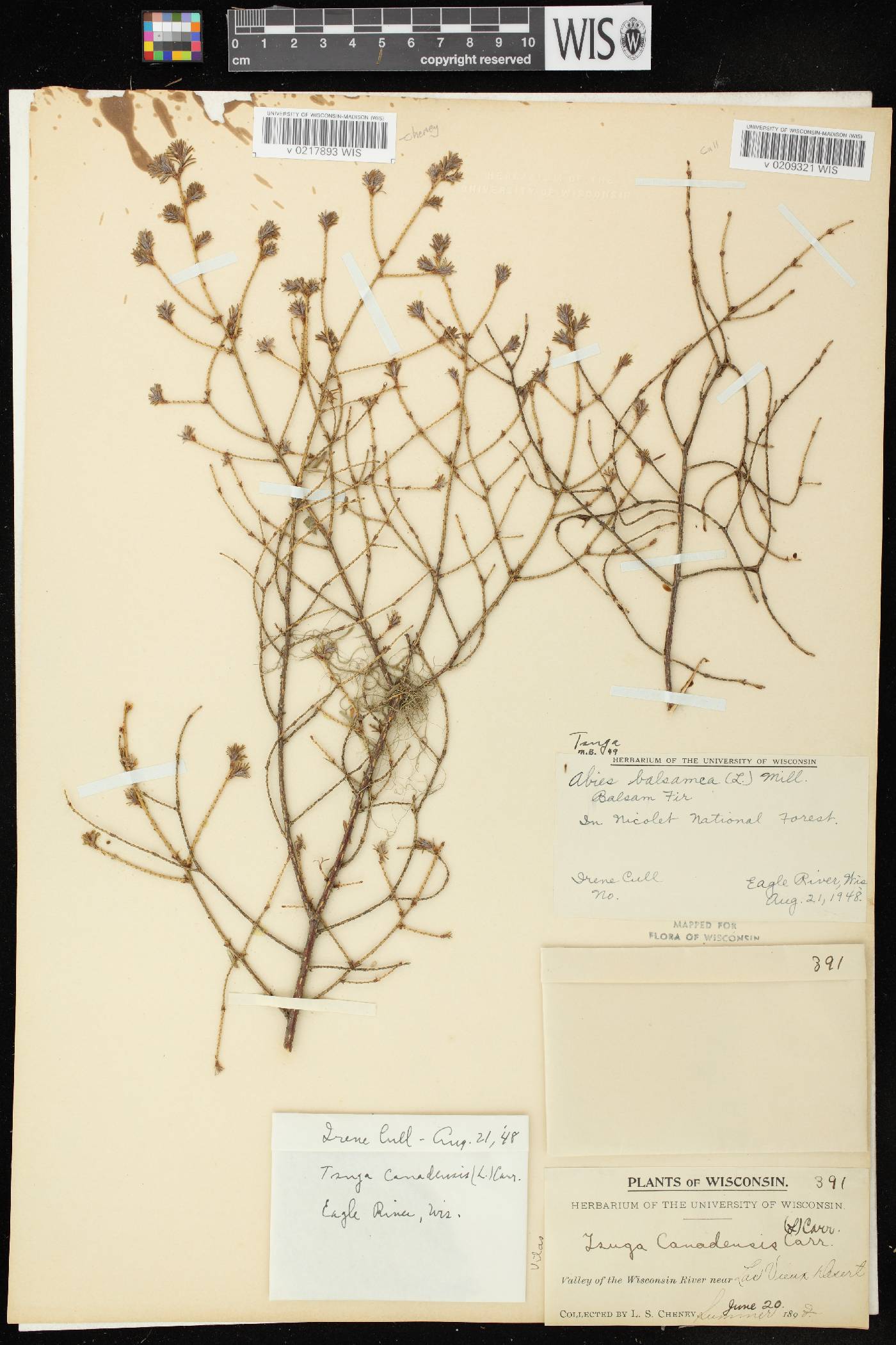 Tsuga canadensis image