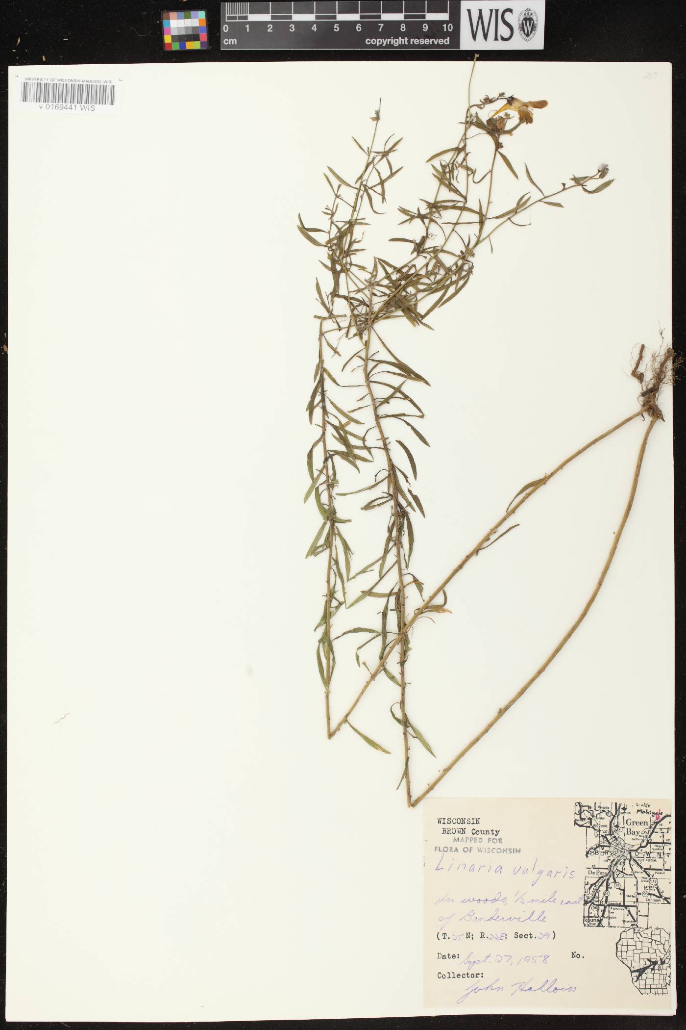 Linaria vulgaris image