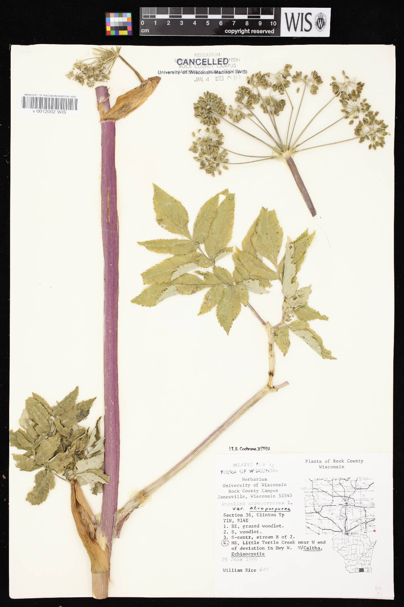Angelica atropurpurea var. atropurpurea image