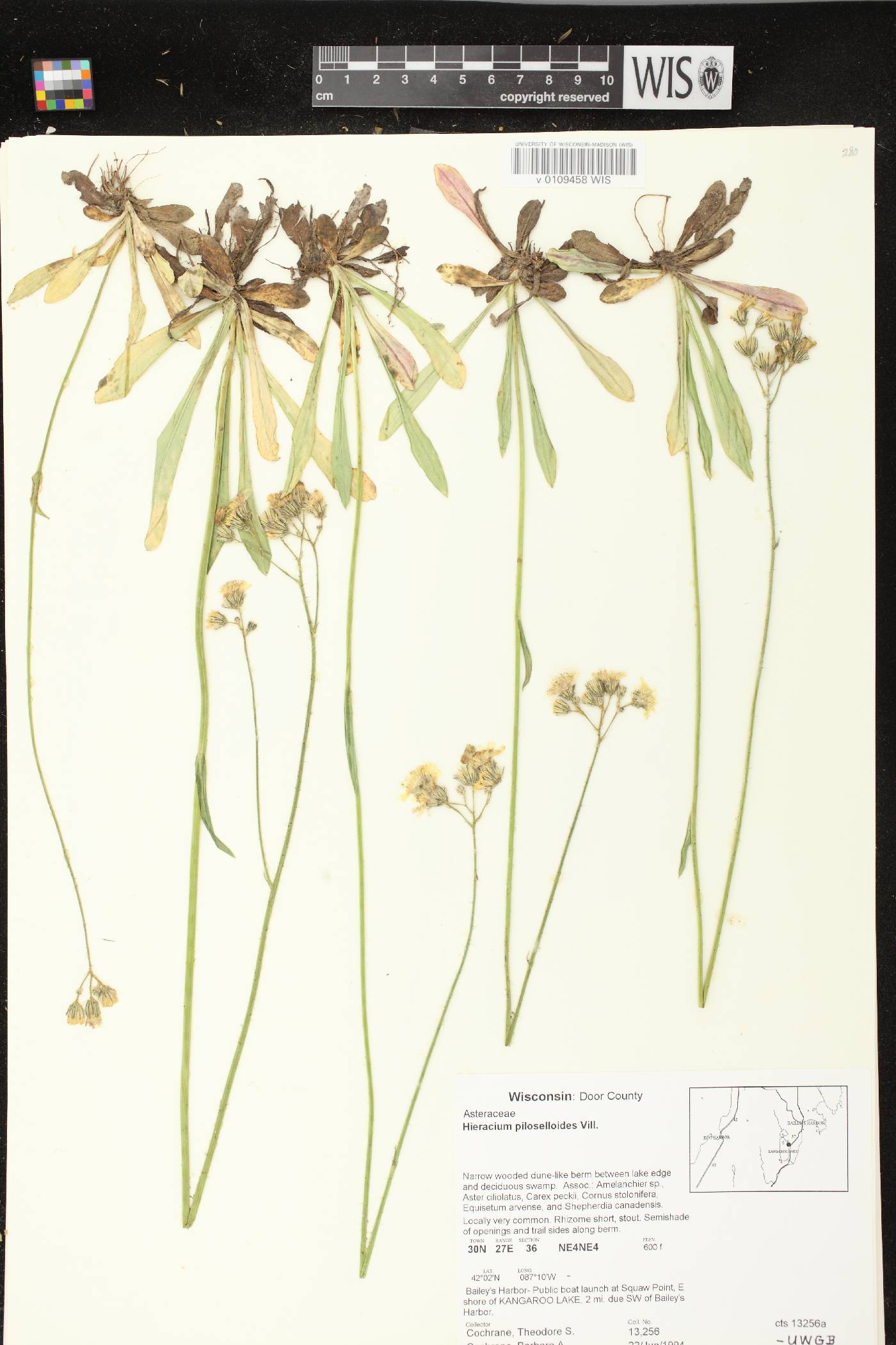 Hieracium piloselloides image