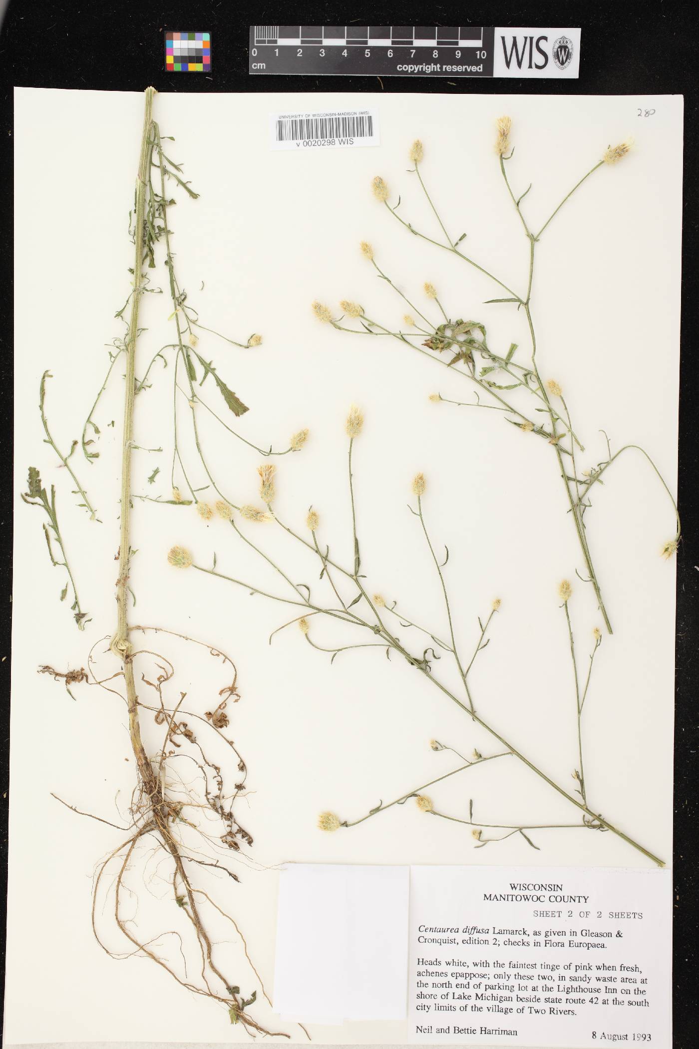 Centaurea diffusa image