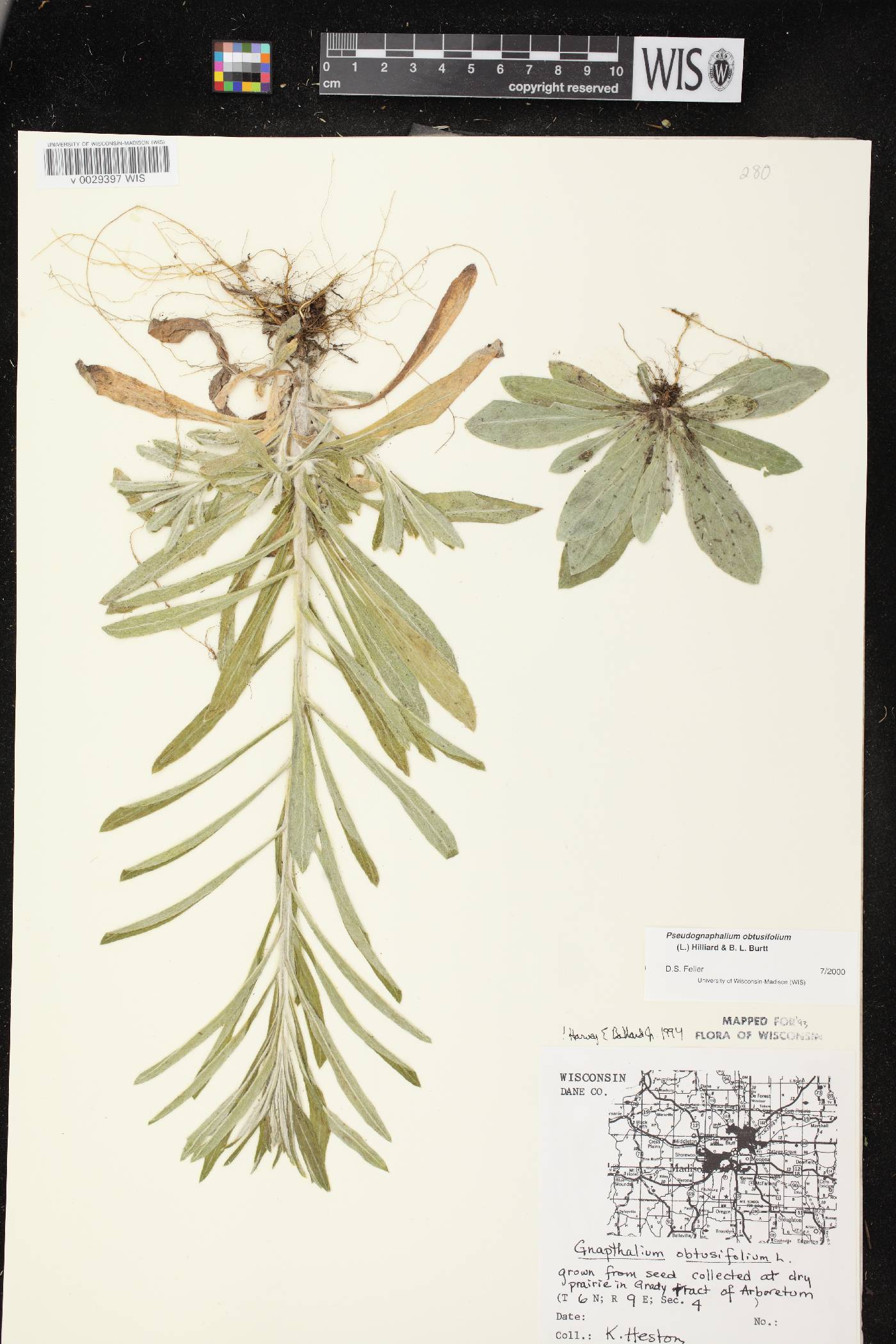 Pseudognaphalium obtusifolium image