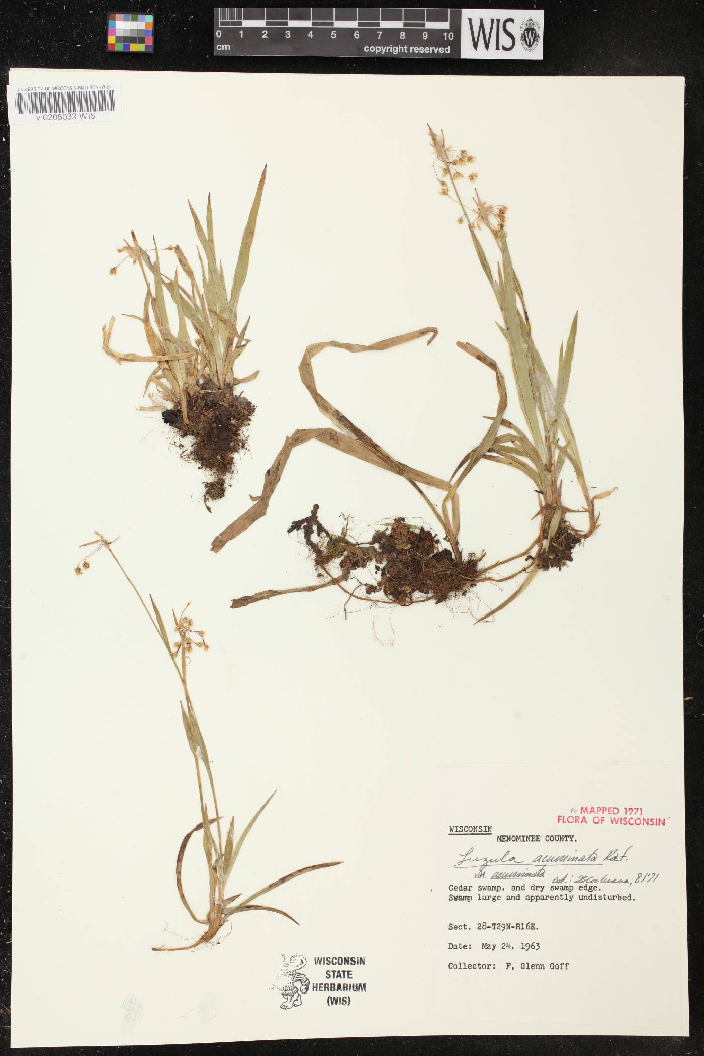 Luzula acuminata image