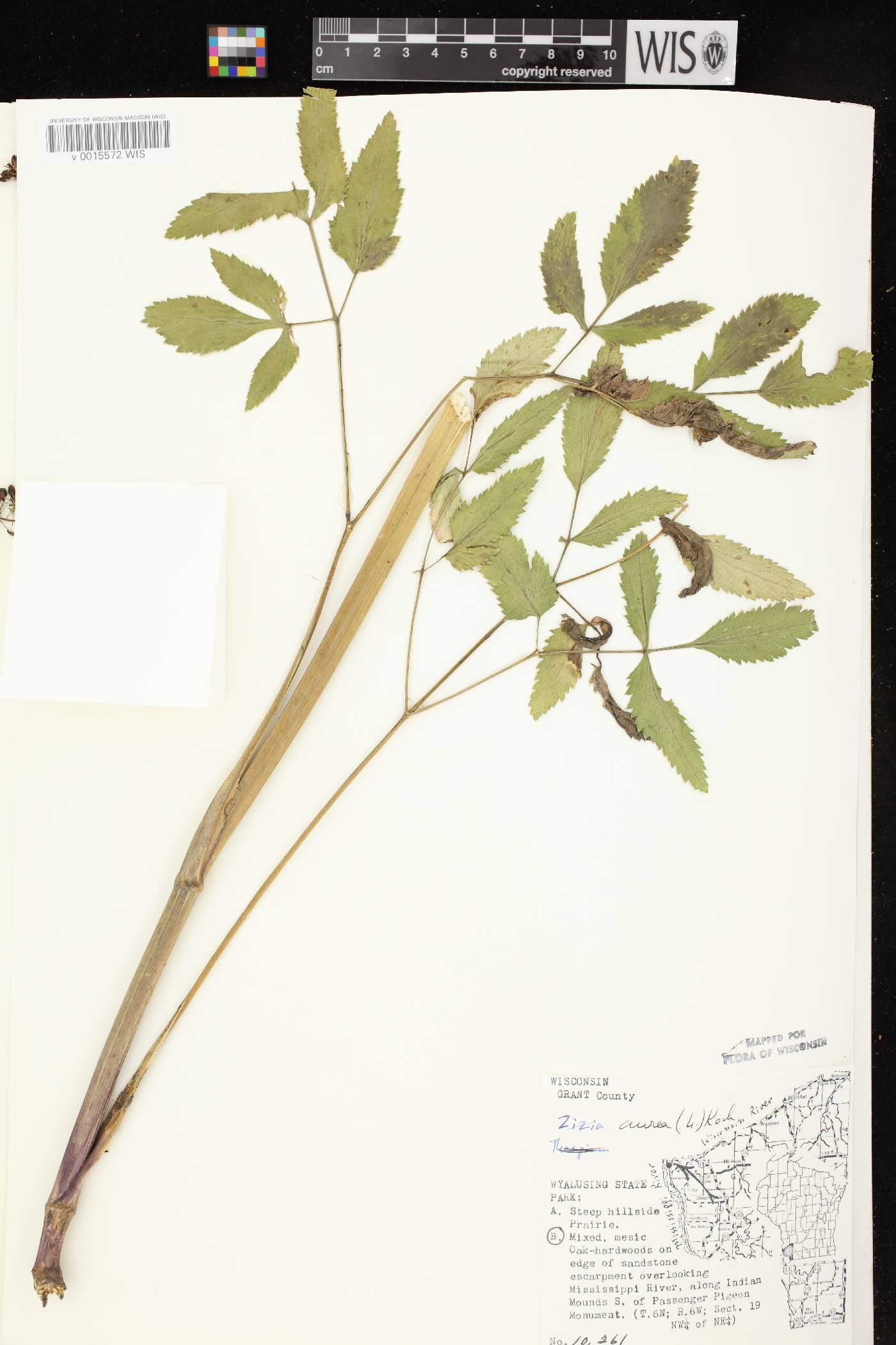 Zizia aurea image