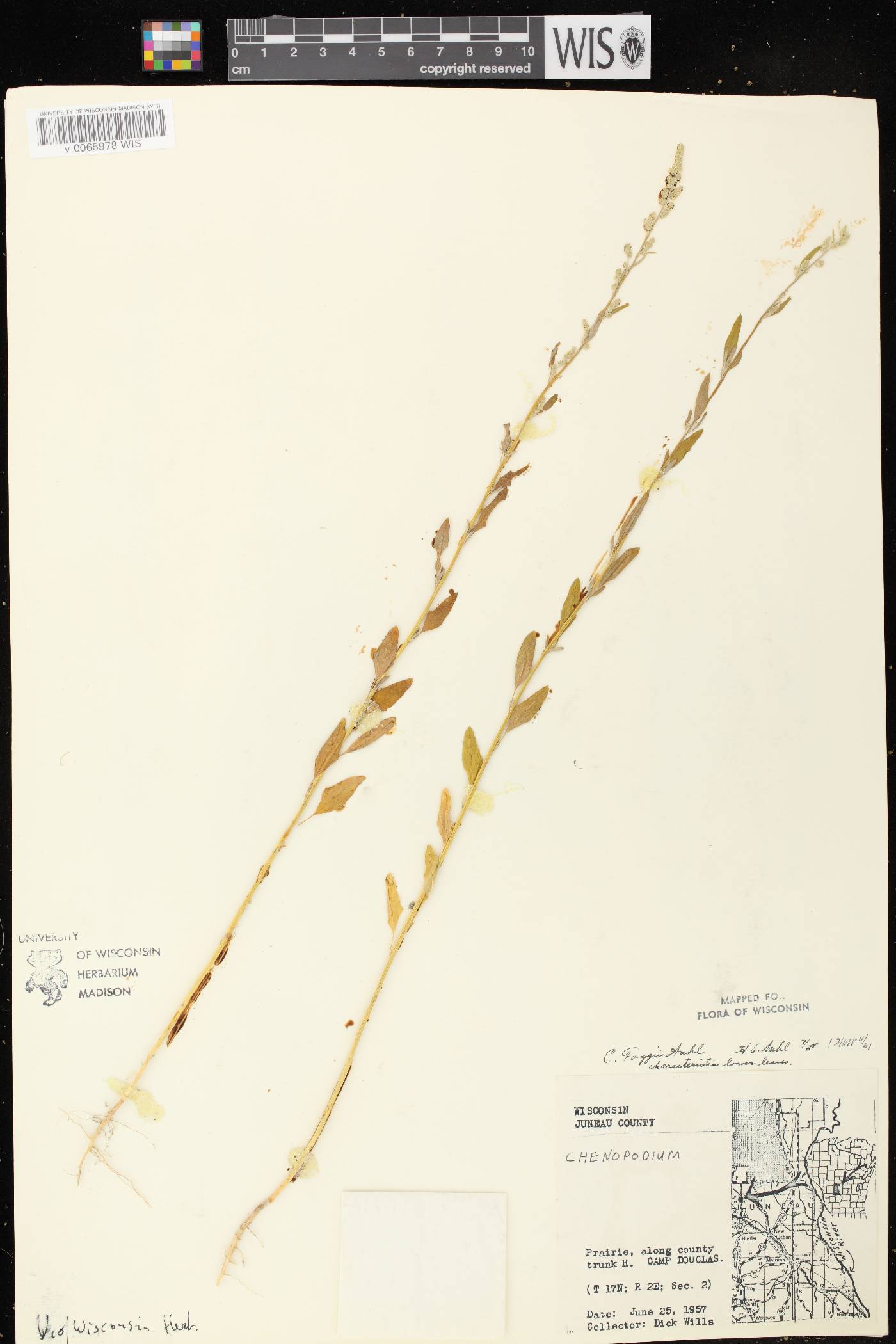 Chenopodium pratericola image