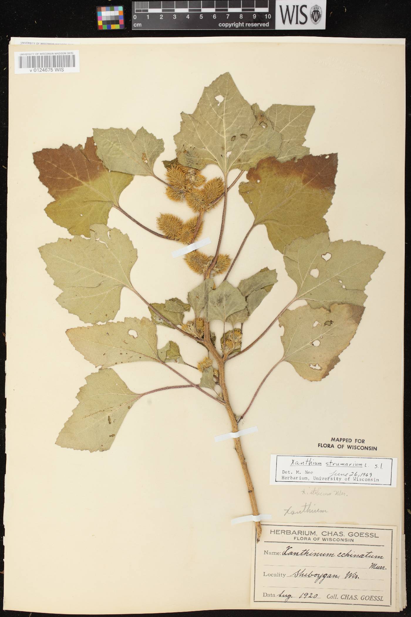 Xanthium strumarium image