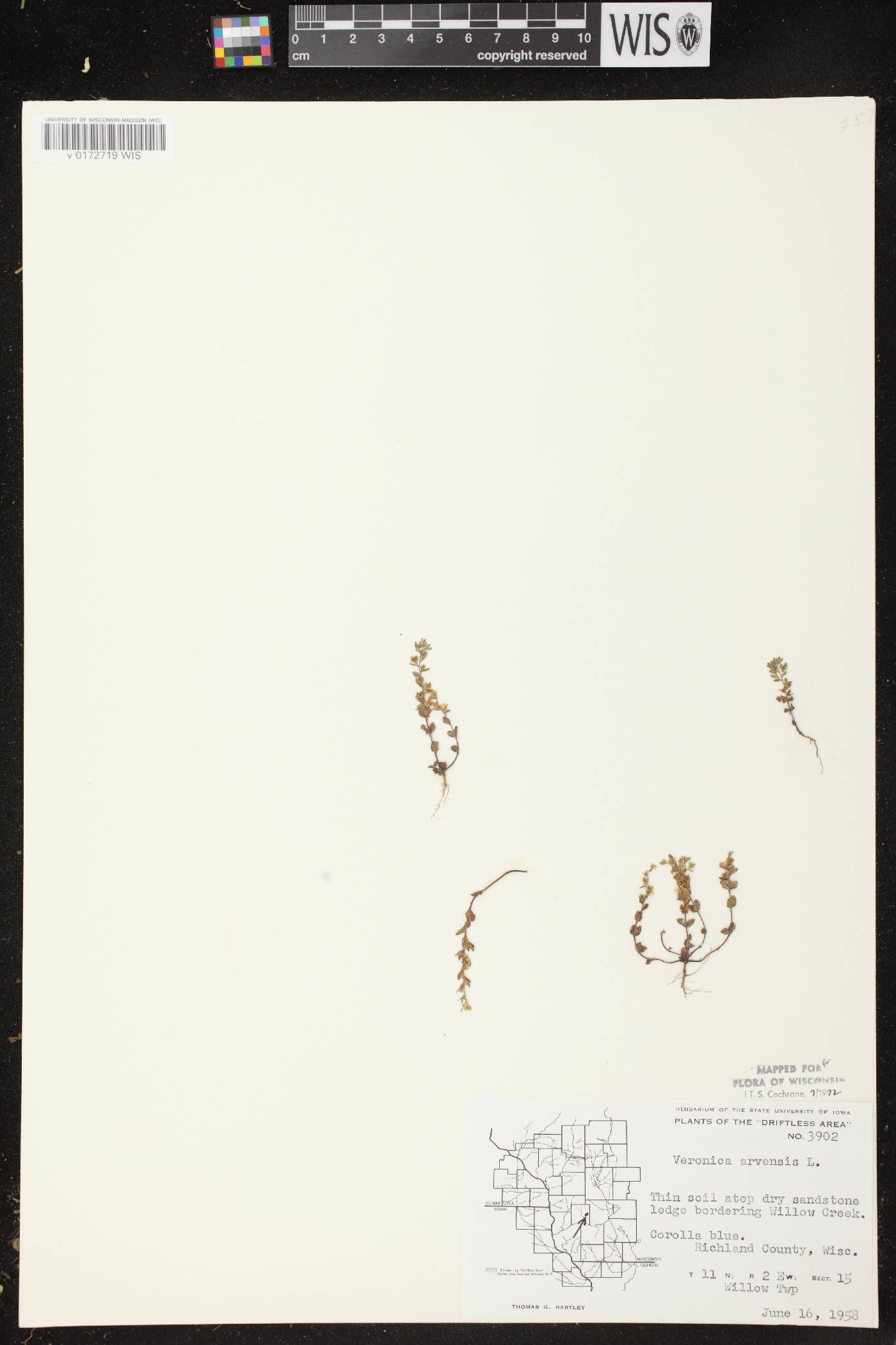 Veronica arvensis image