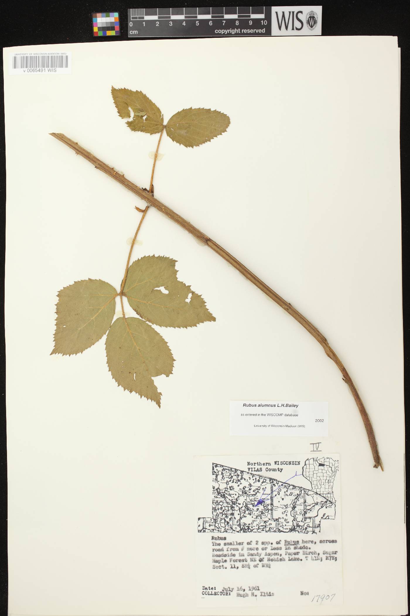 Rubus allegheniensis image
