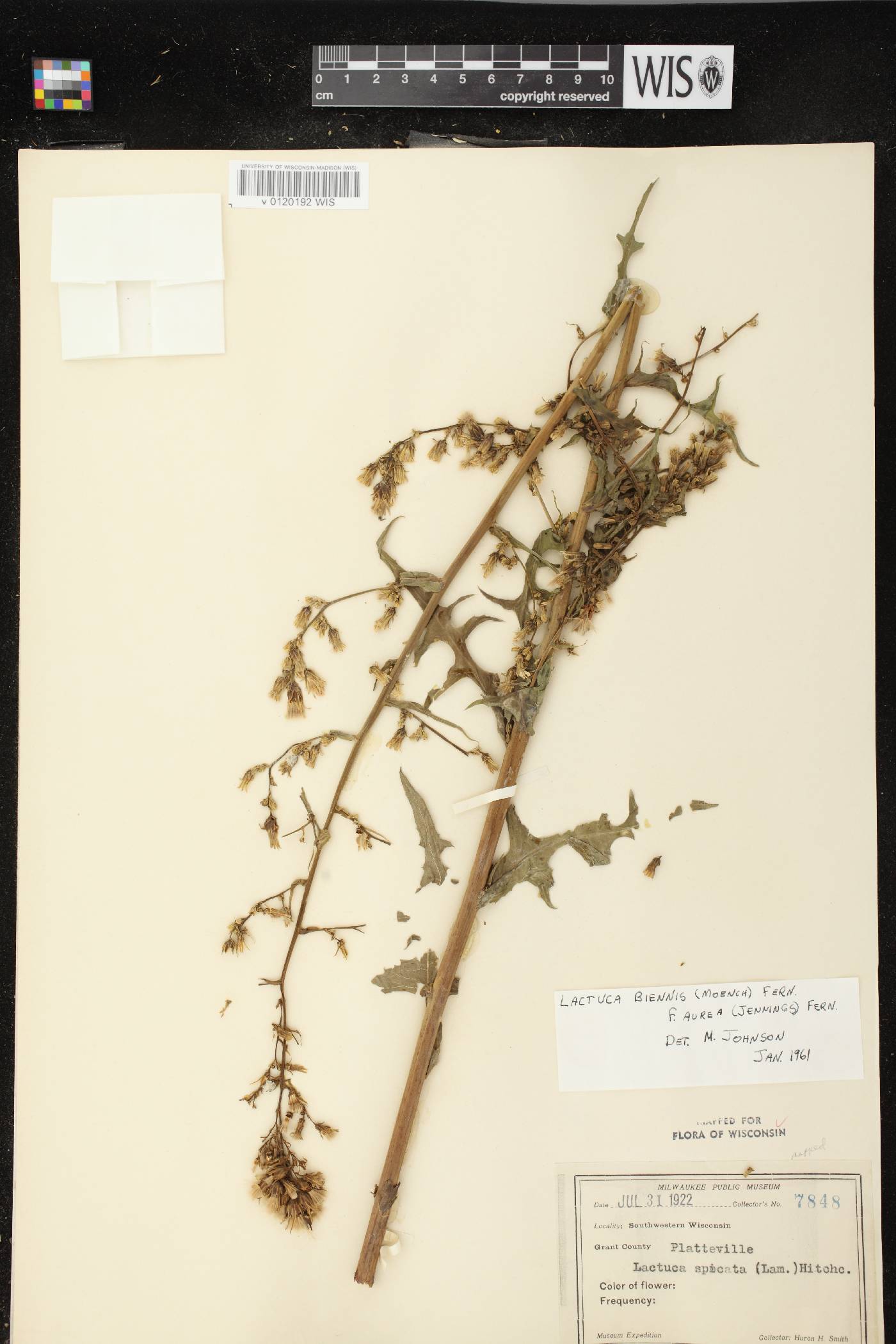 Lactuca biennis image