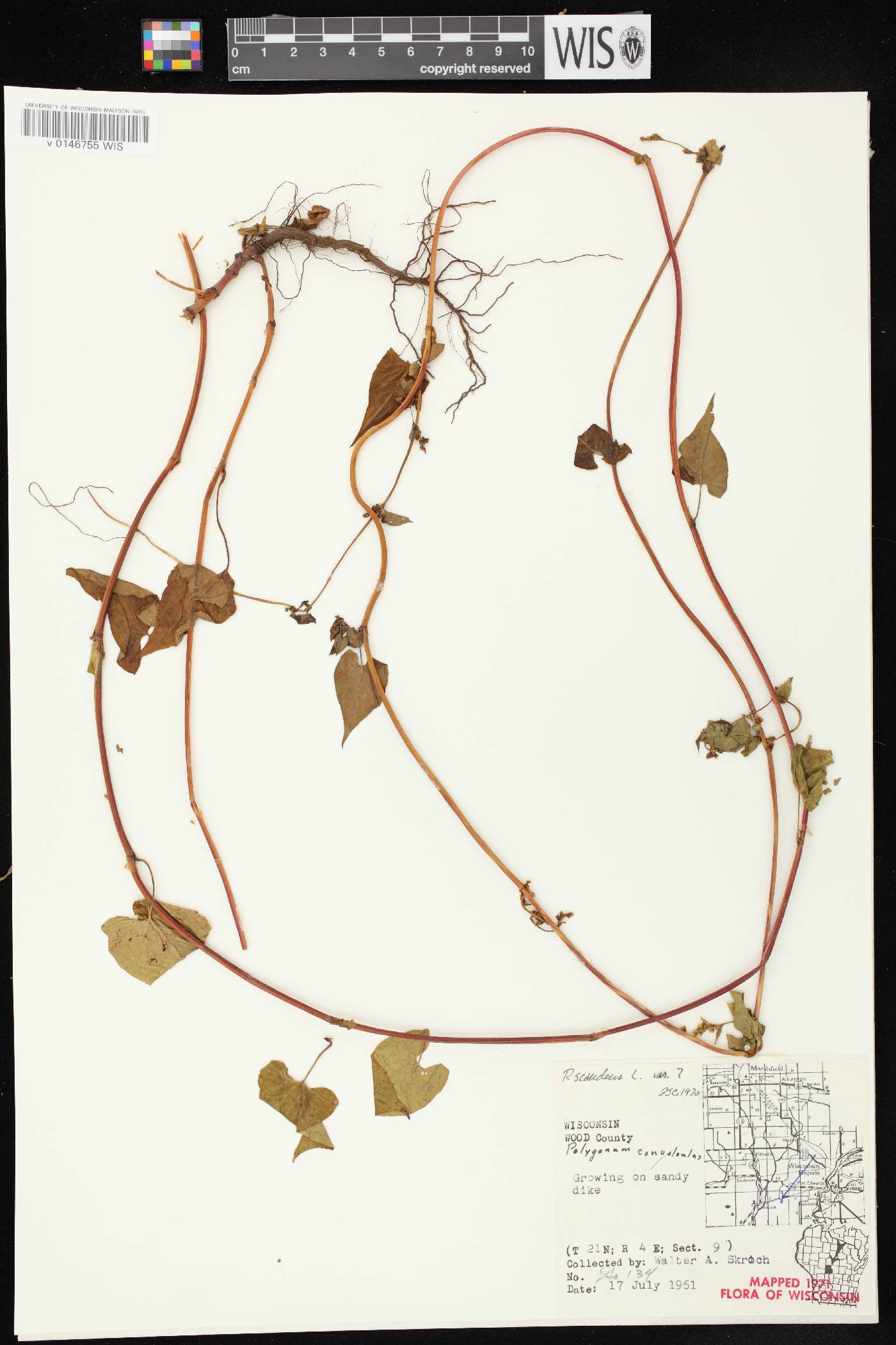 Fallopia scandens image