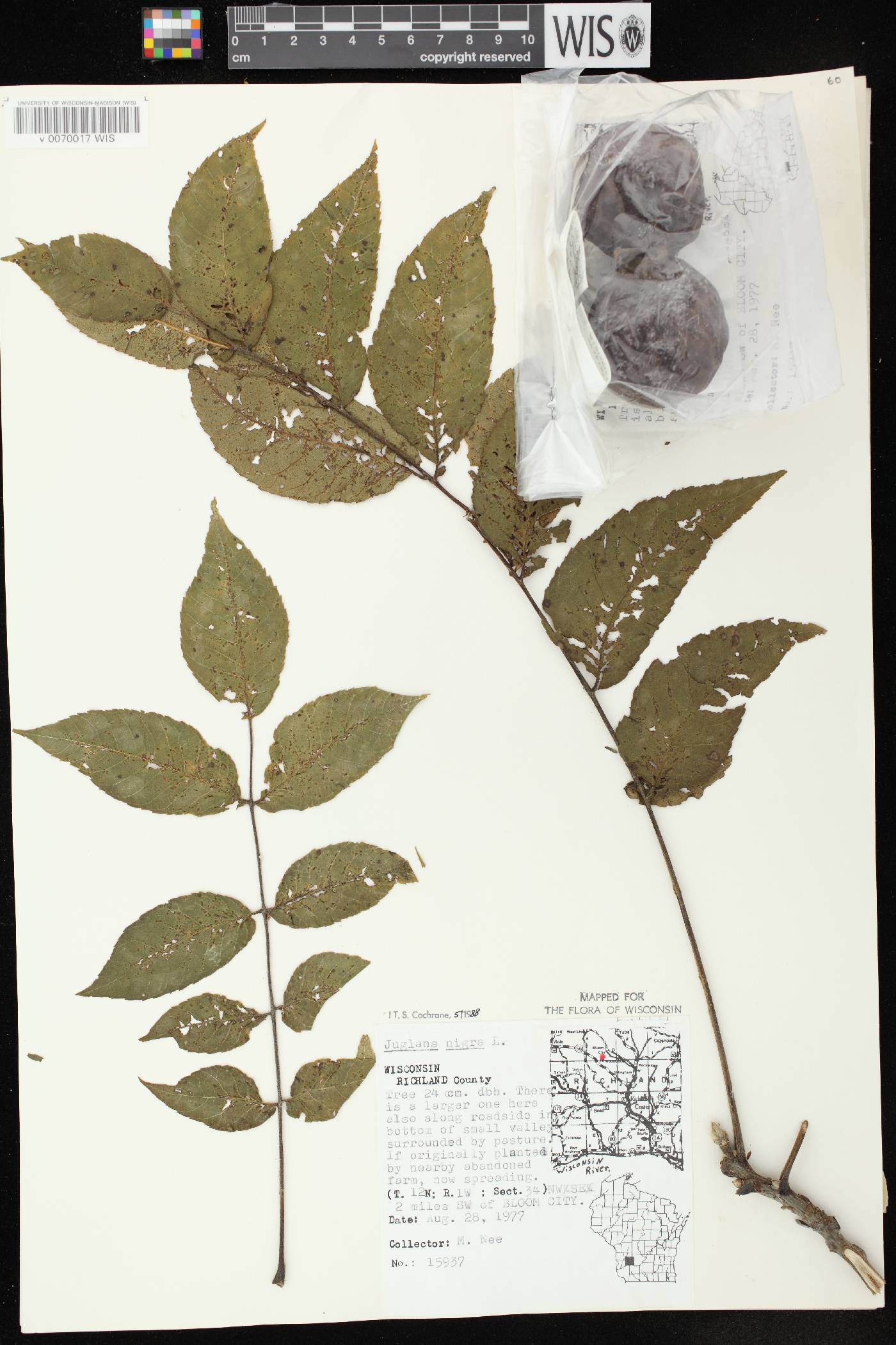 Juglans nigra image