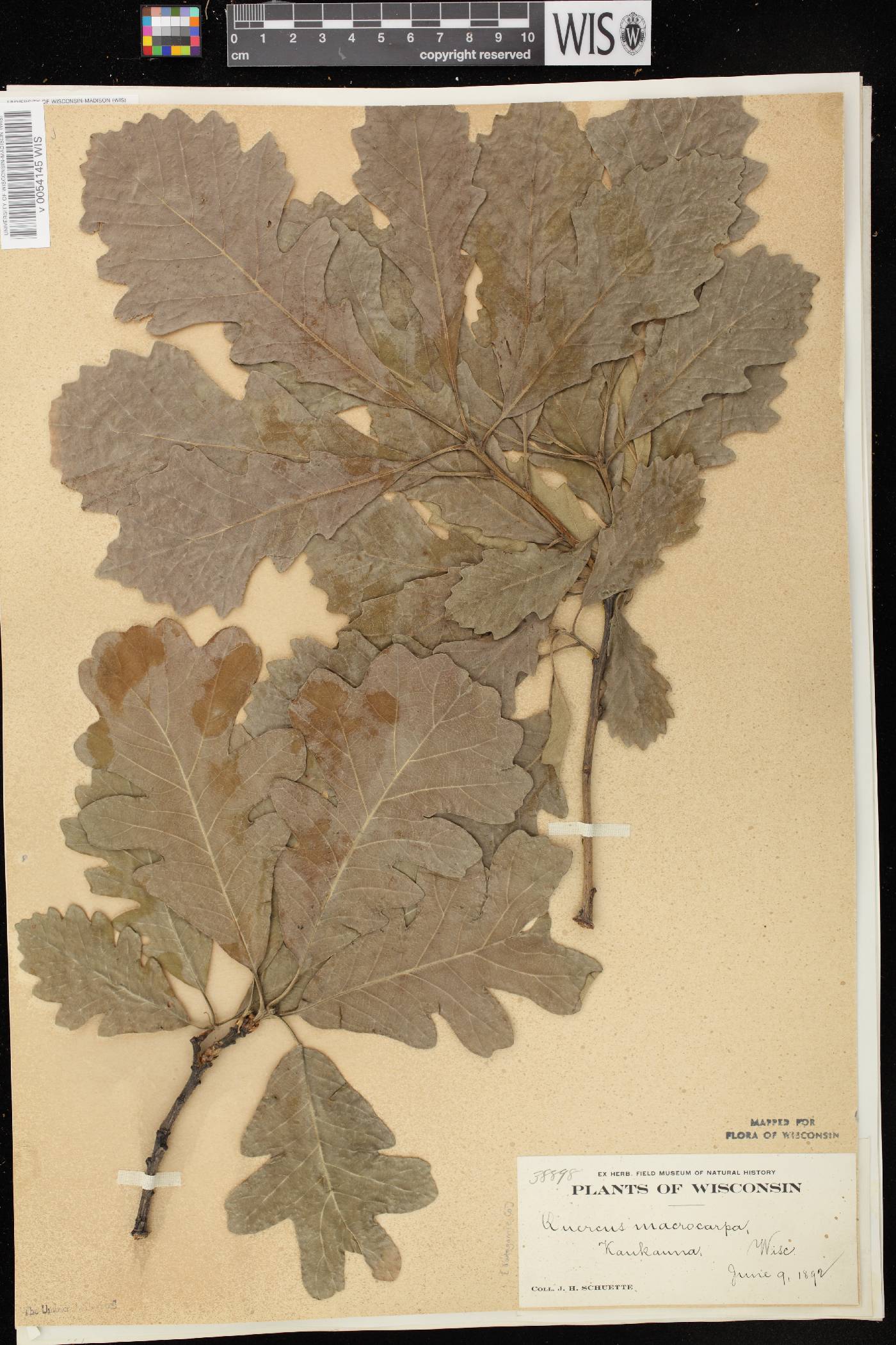Quercus macrocarpa image