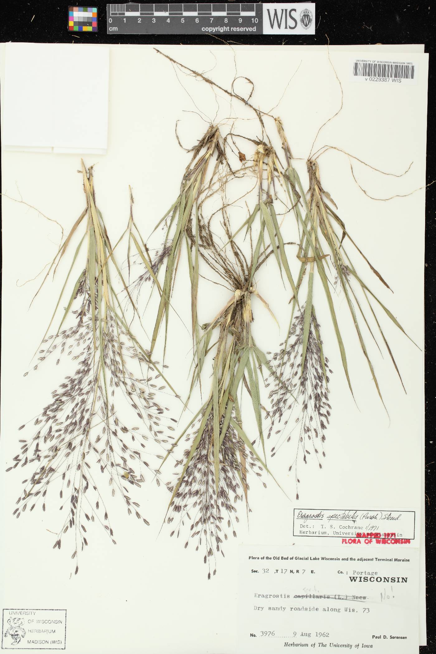 Eragrostis spectabilis image