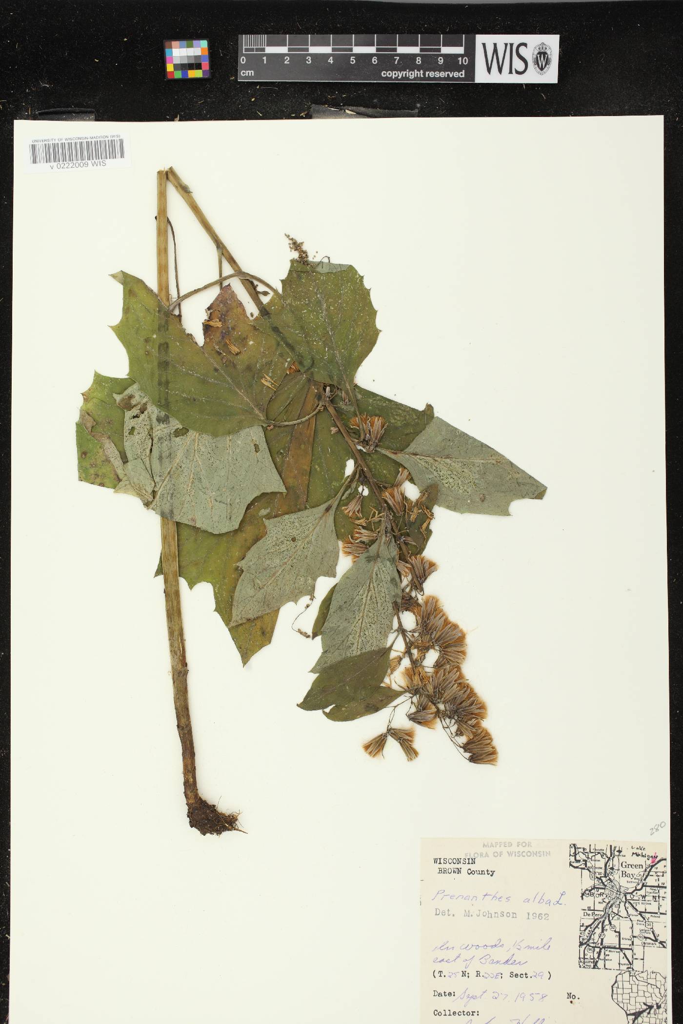 Prenanthes alba image