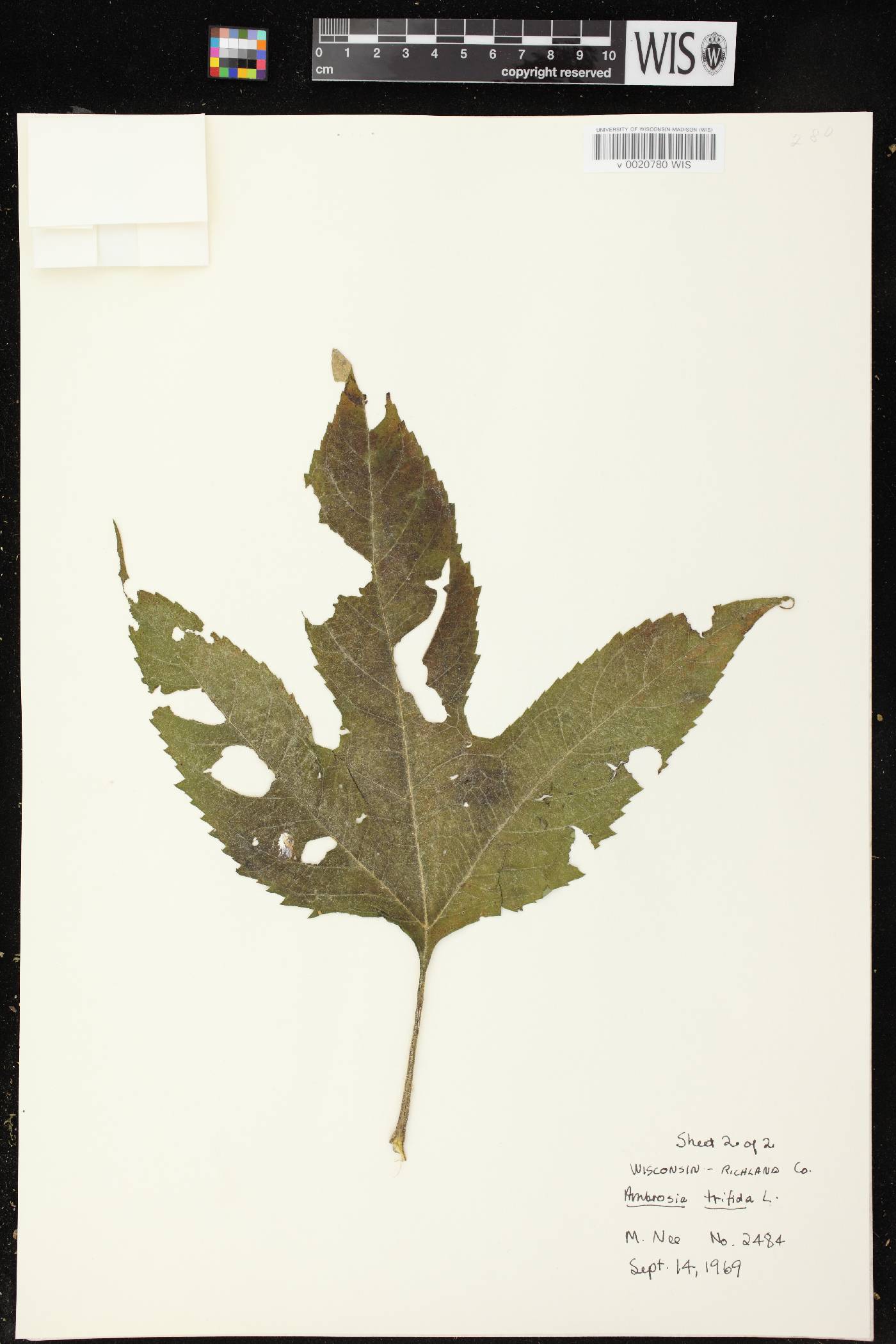 Ambrosia trifida image