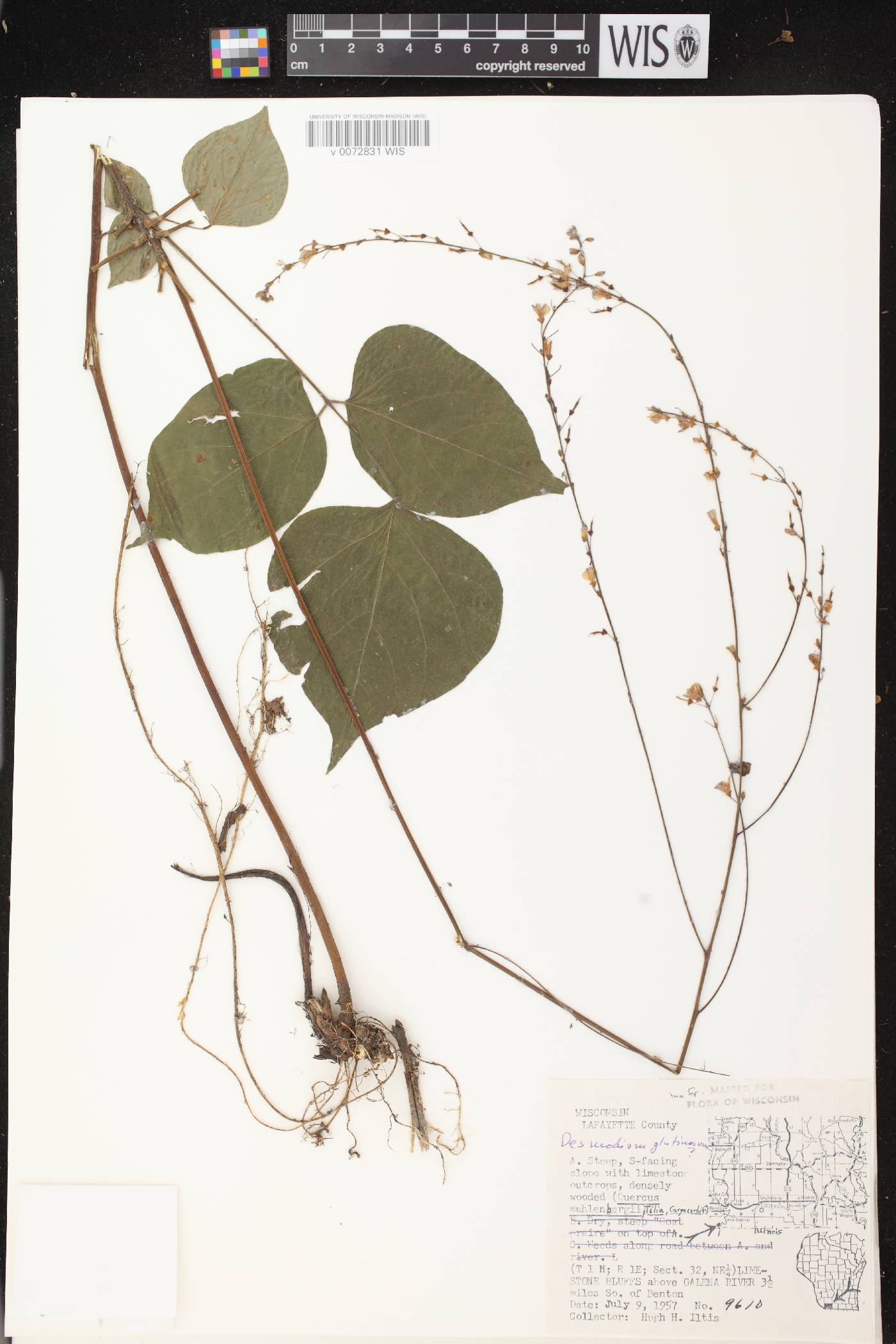 Hylodesmum glutinosum image