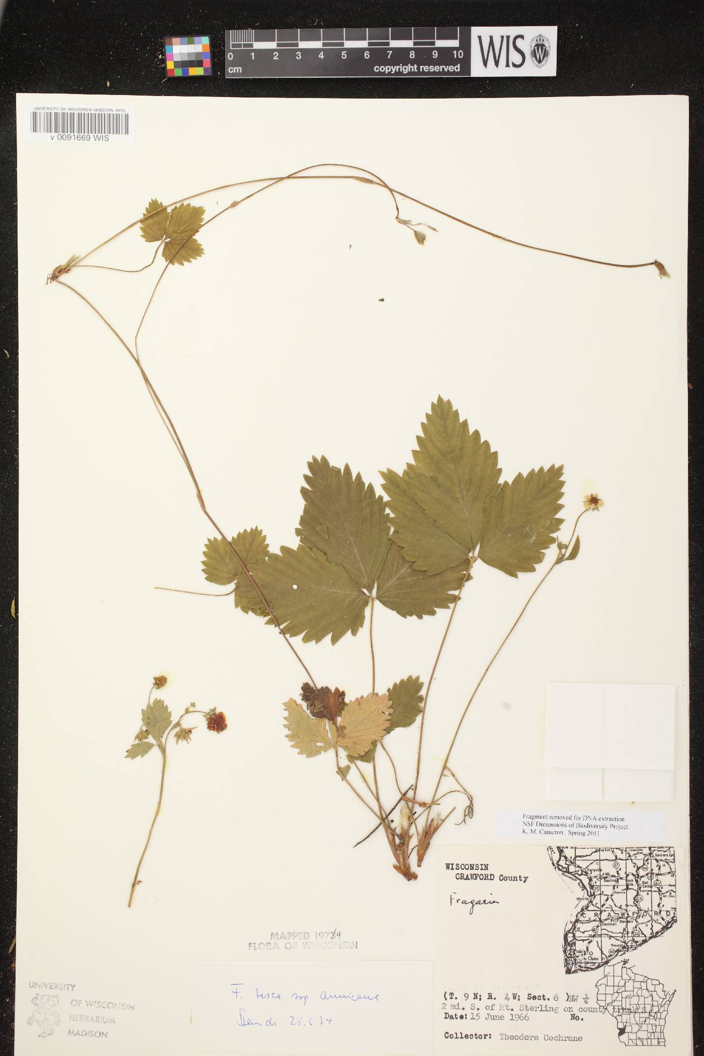 Fragaria vesca image