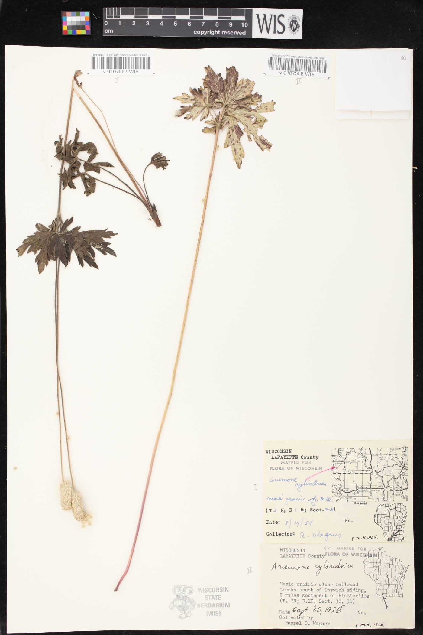 Anemone cylindrica image