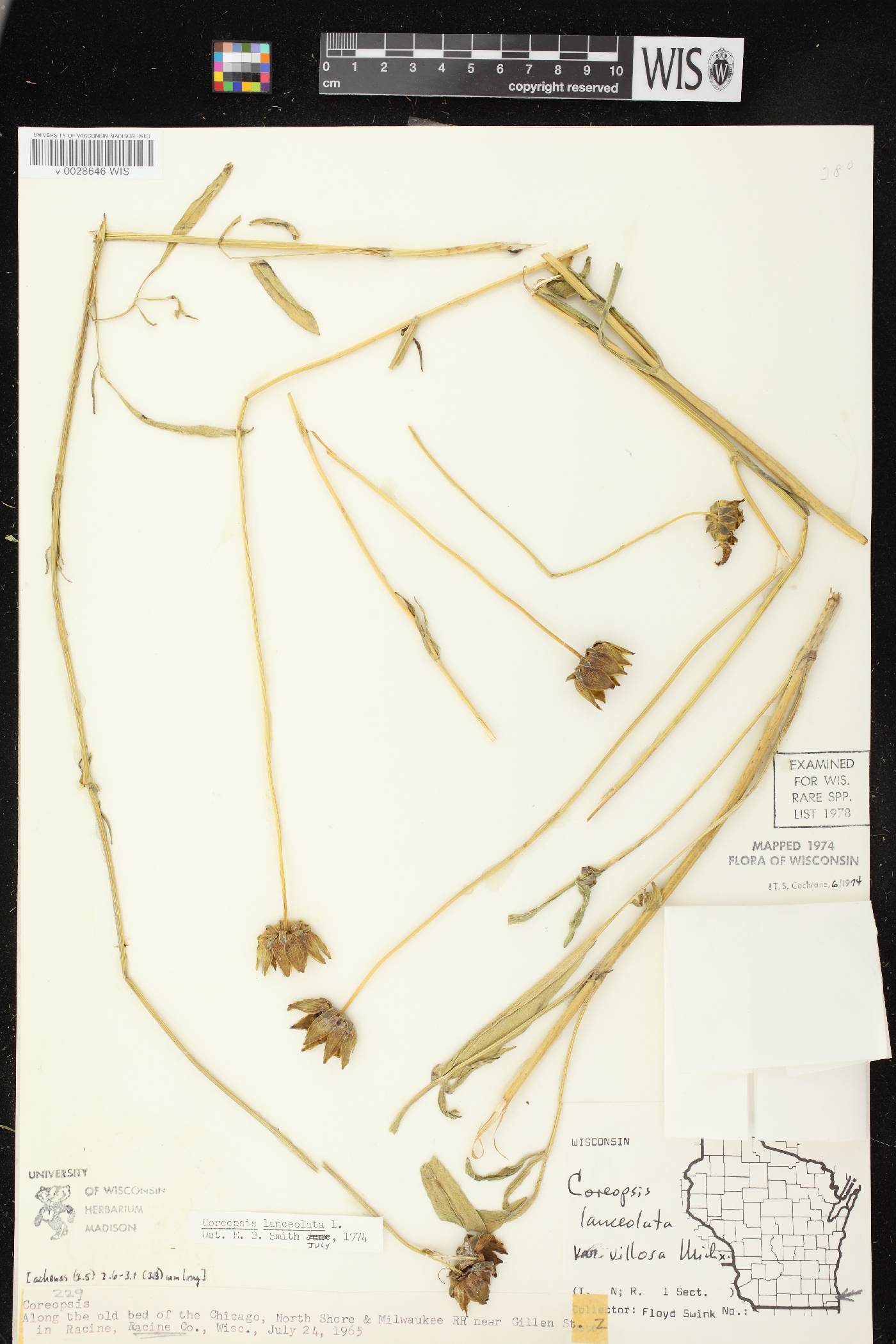 Coreopsis lanceolata image