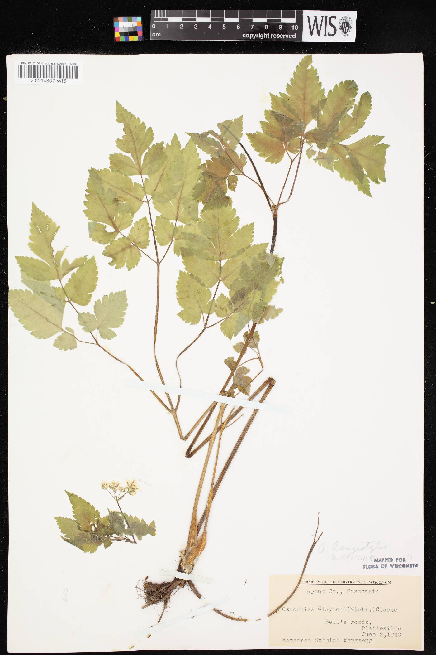 Osmorhiza longistylis image