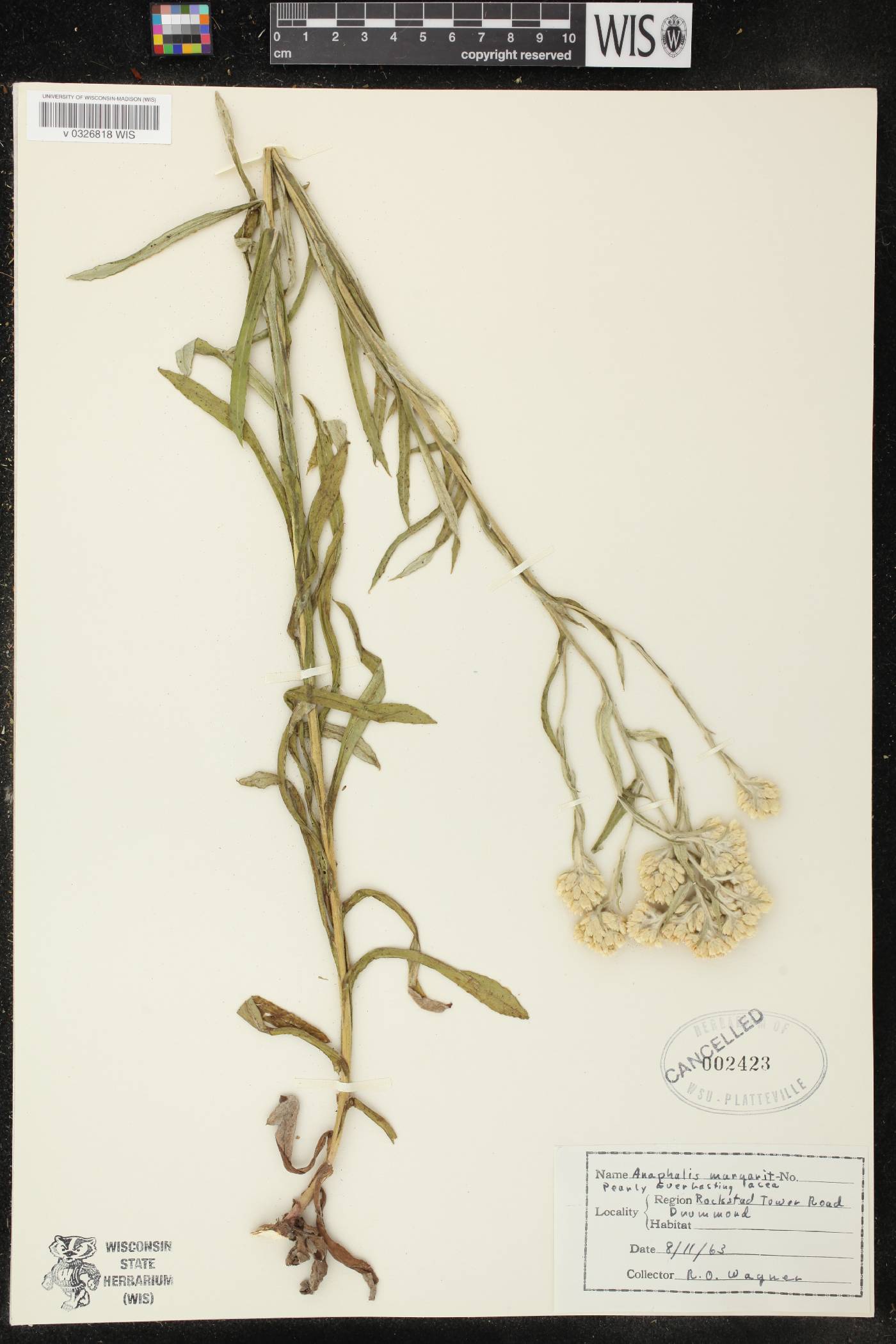 Anaphalis margaritacea image