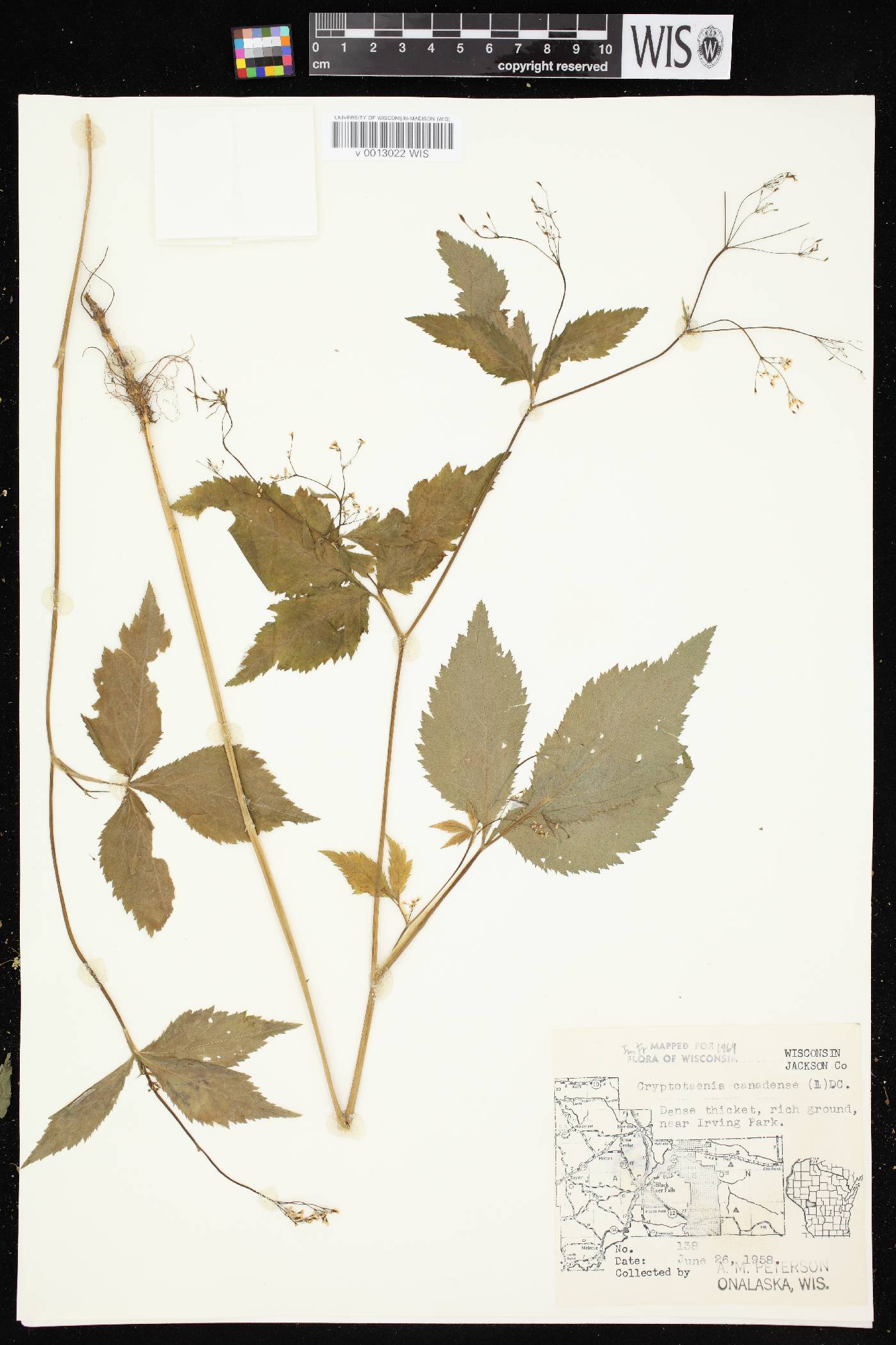 Cryptotaenia canadensis image