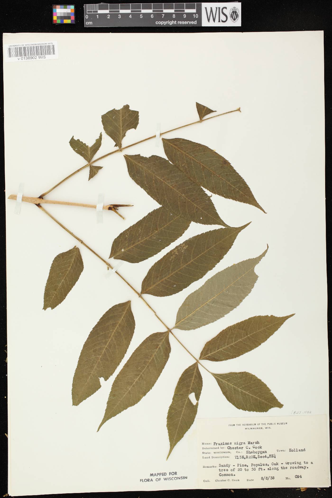 Fraxinus nigra image