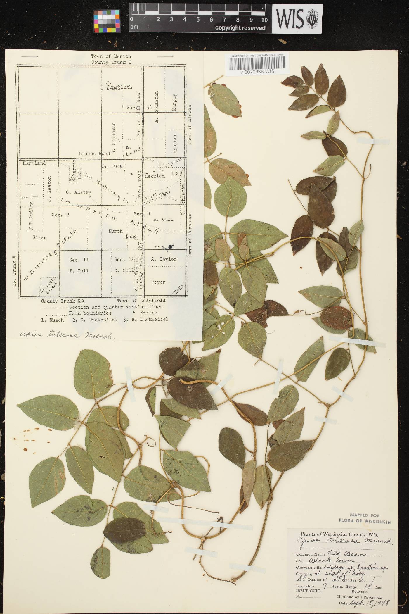 Apios americana image