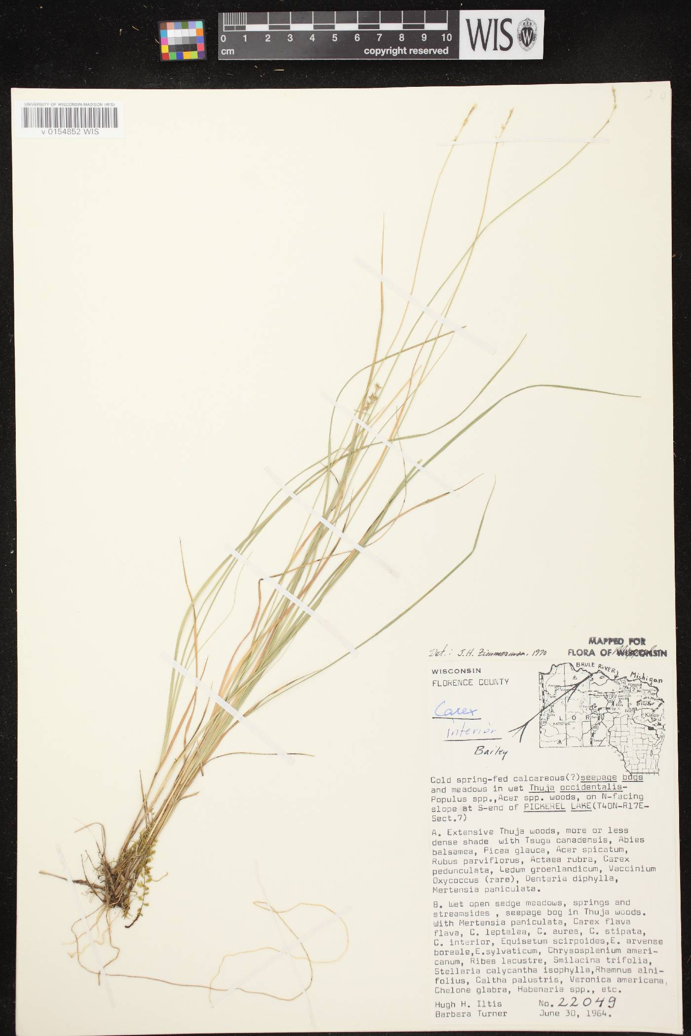 Carex interior image